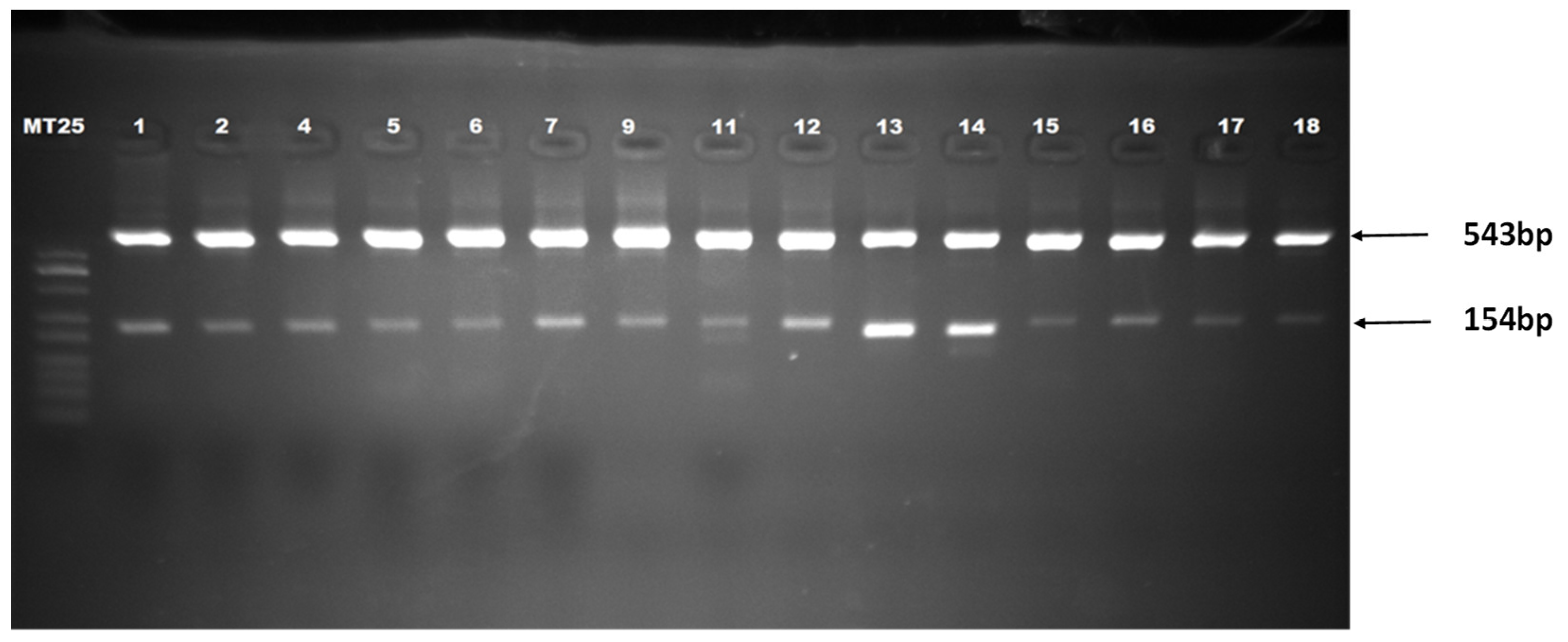 Micromachines 15 00602 g001