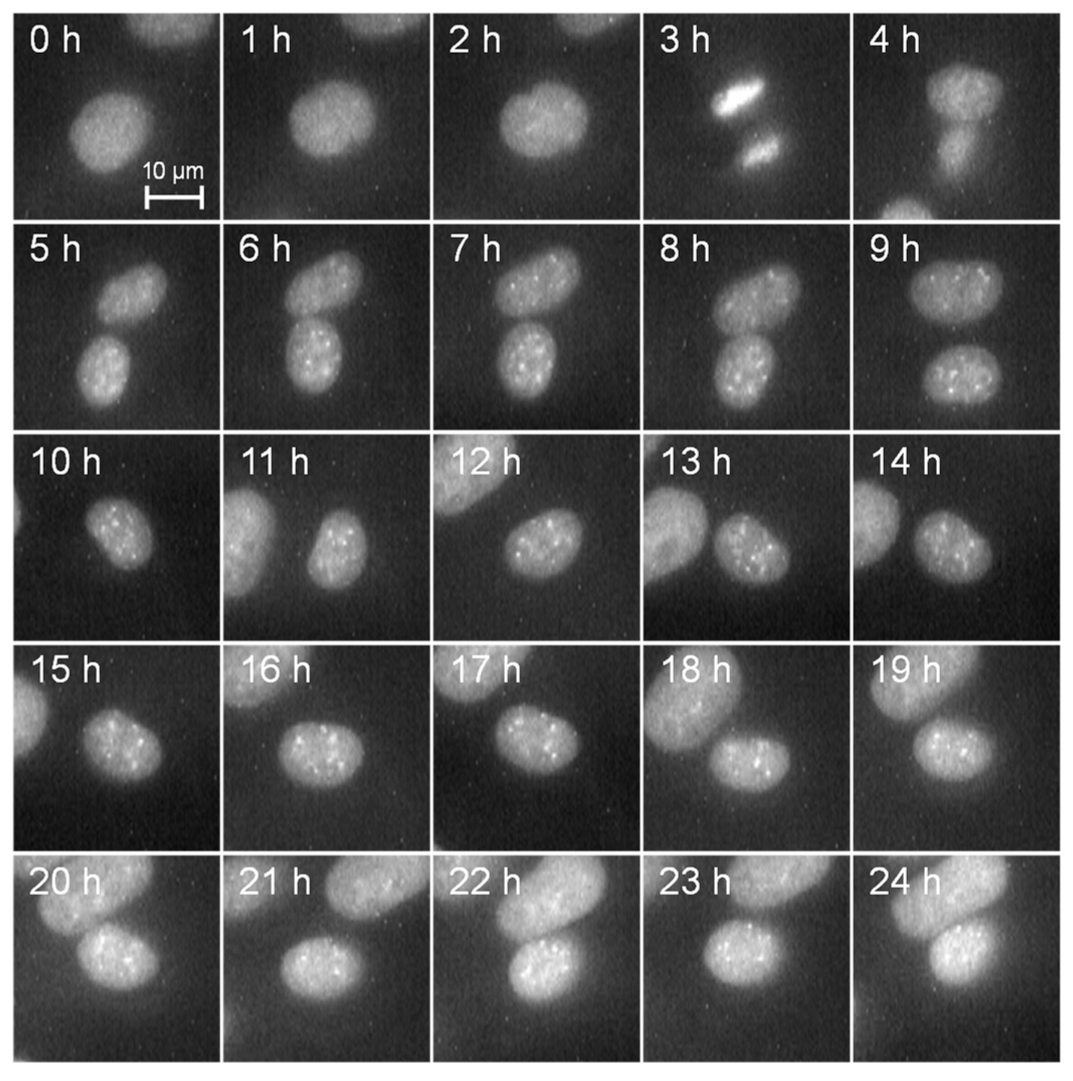 Micromachines 15 00646 g002