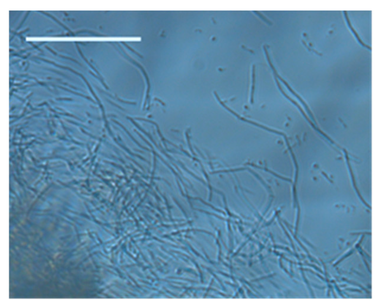 Micromachines 15 01037 g009