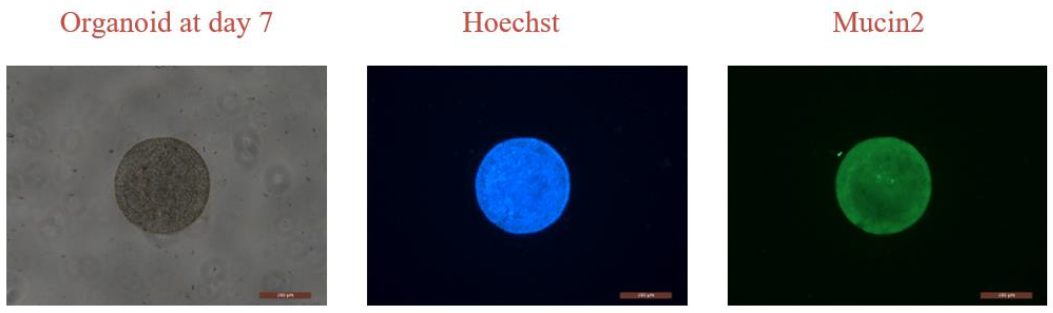 Micromachines 15 01285 g008