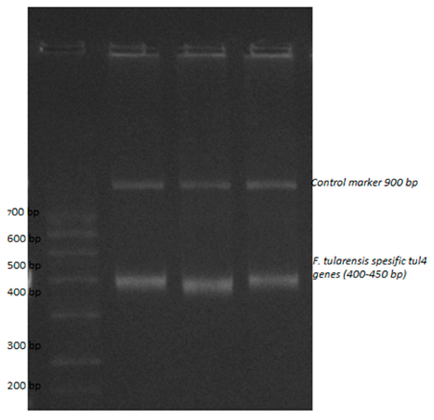 Micromachines 15 01308 g008
