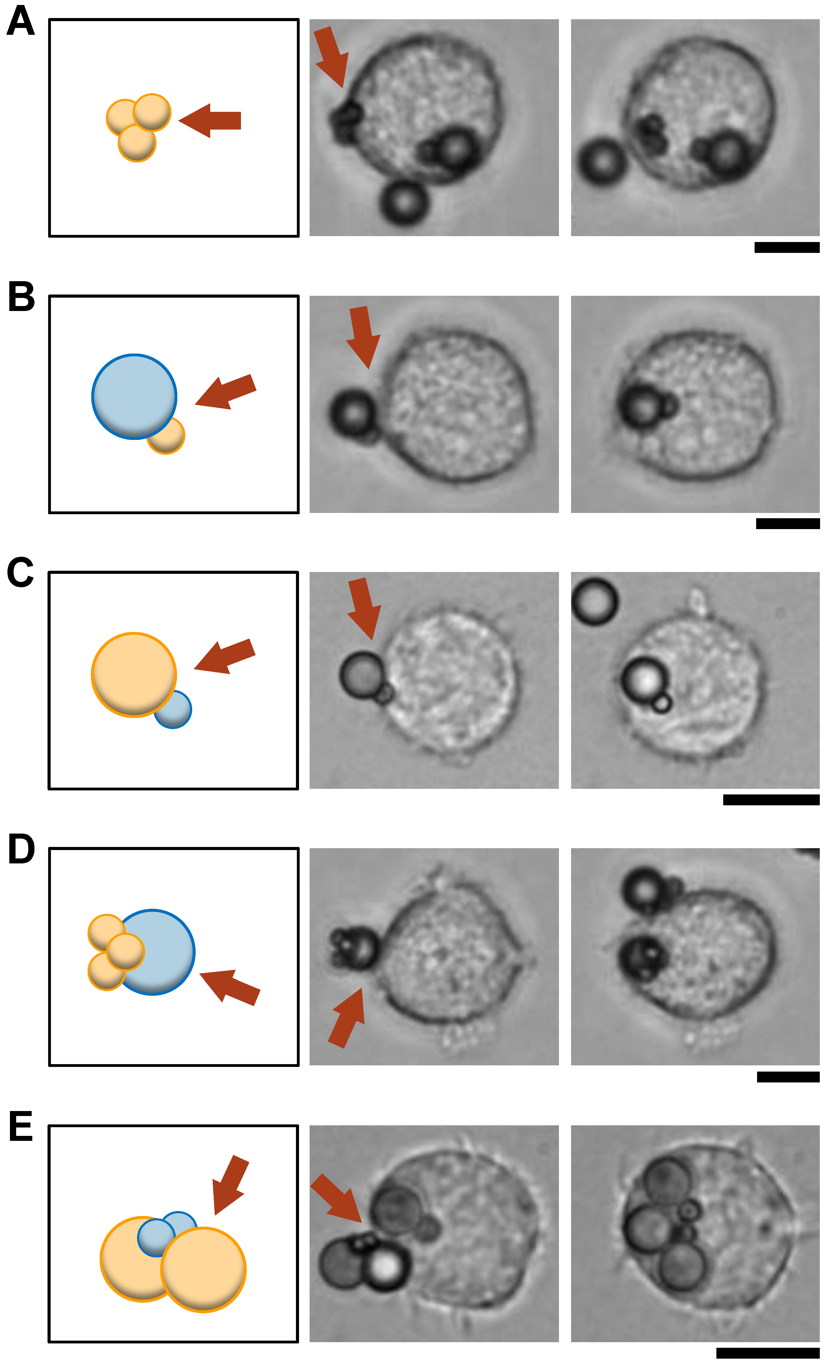 Micromachines 15 01394 g002