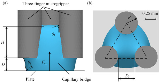 Investigations into Capillary Forces and Capillary Rise in a Three