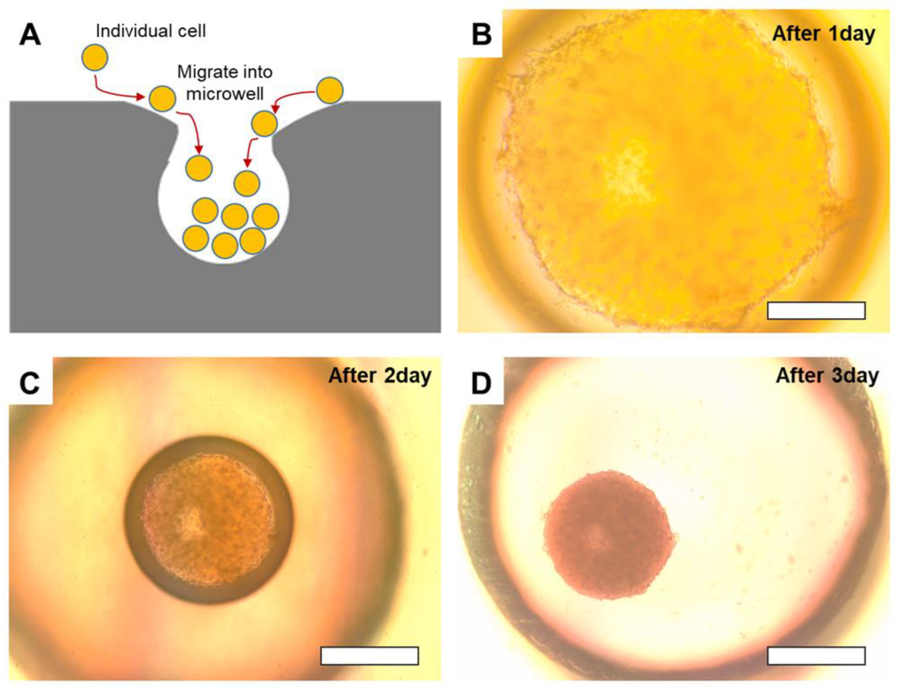Micromachines 15 01496 g006