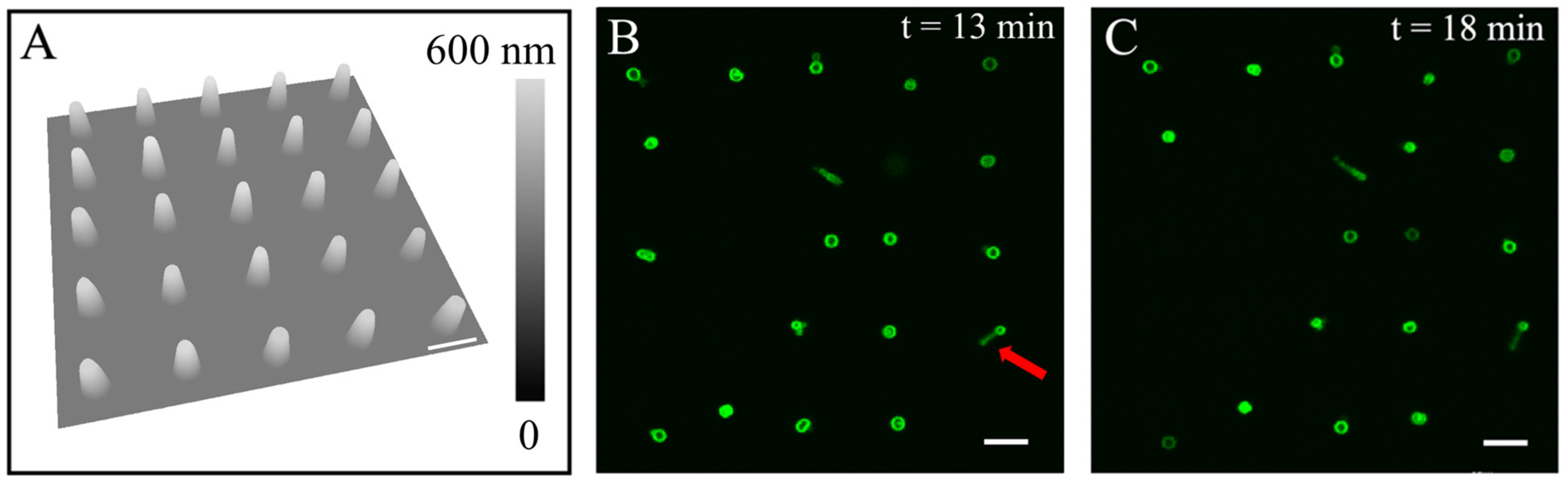 Micromachines 16 00138 g003