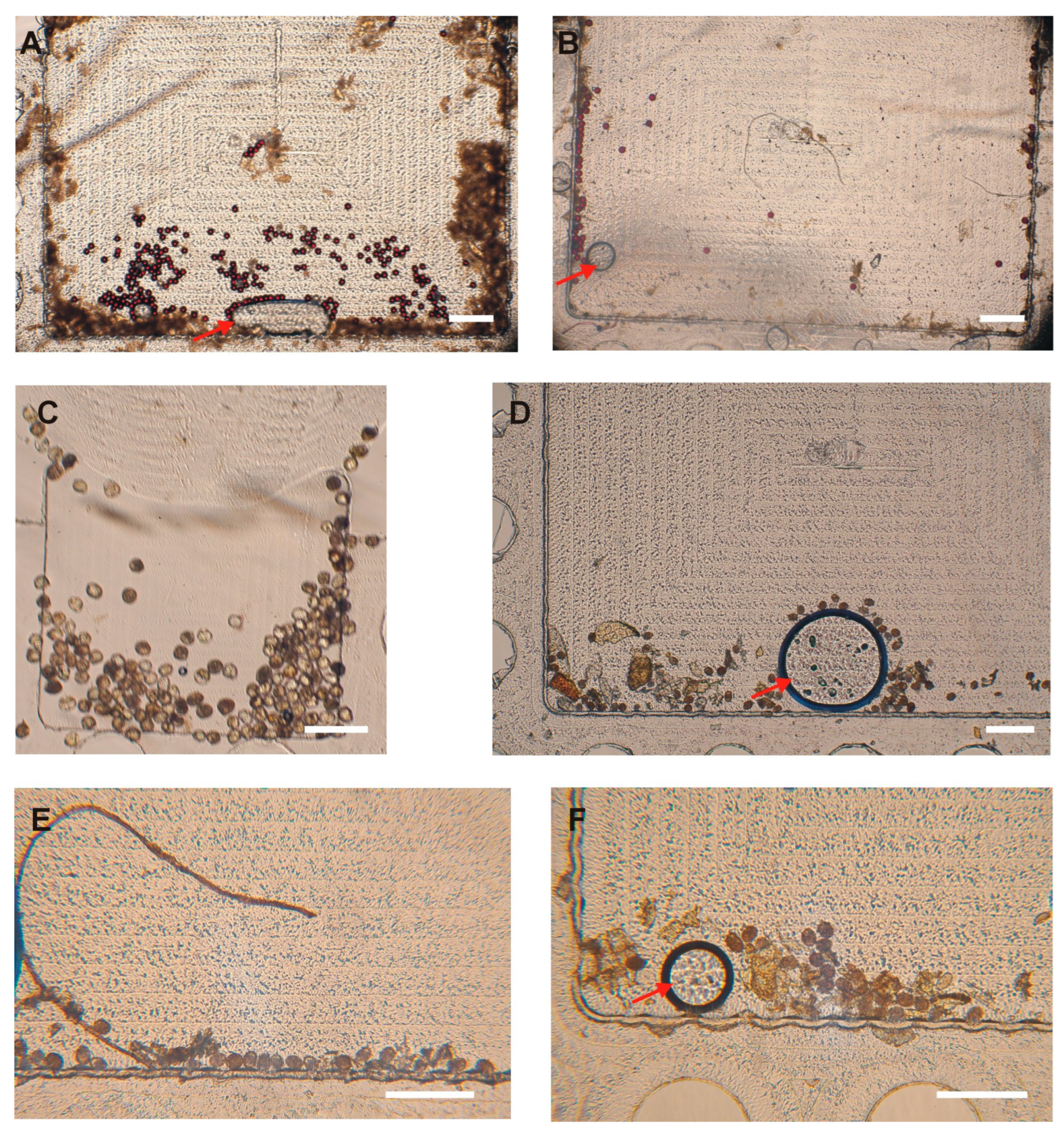 Micromachines 16 00847 g006