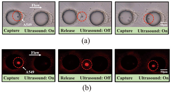 A Novel Microfluidic Platform for Circulating Tumor Cell