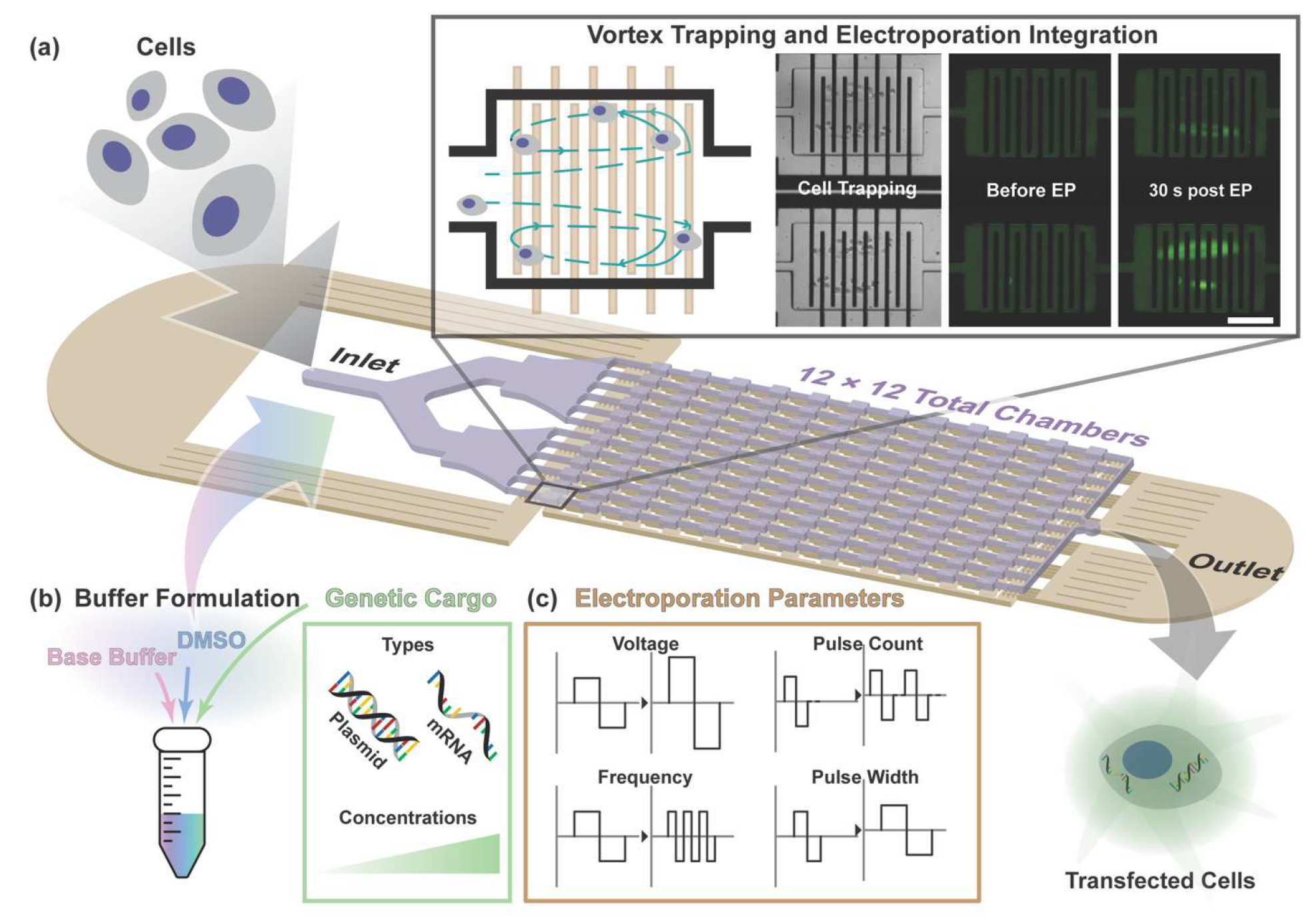 Integrated Size-Selective Cell Purification and Electroporation for ...