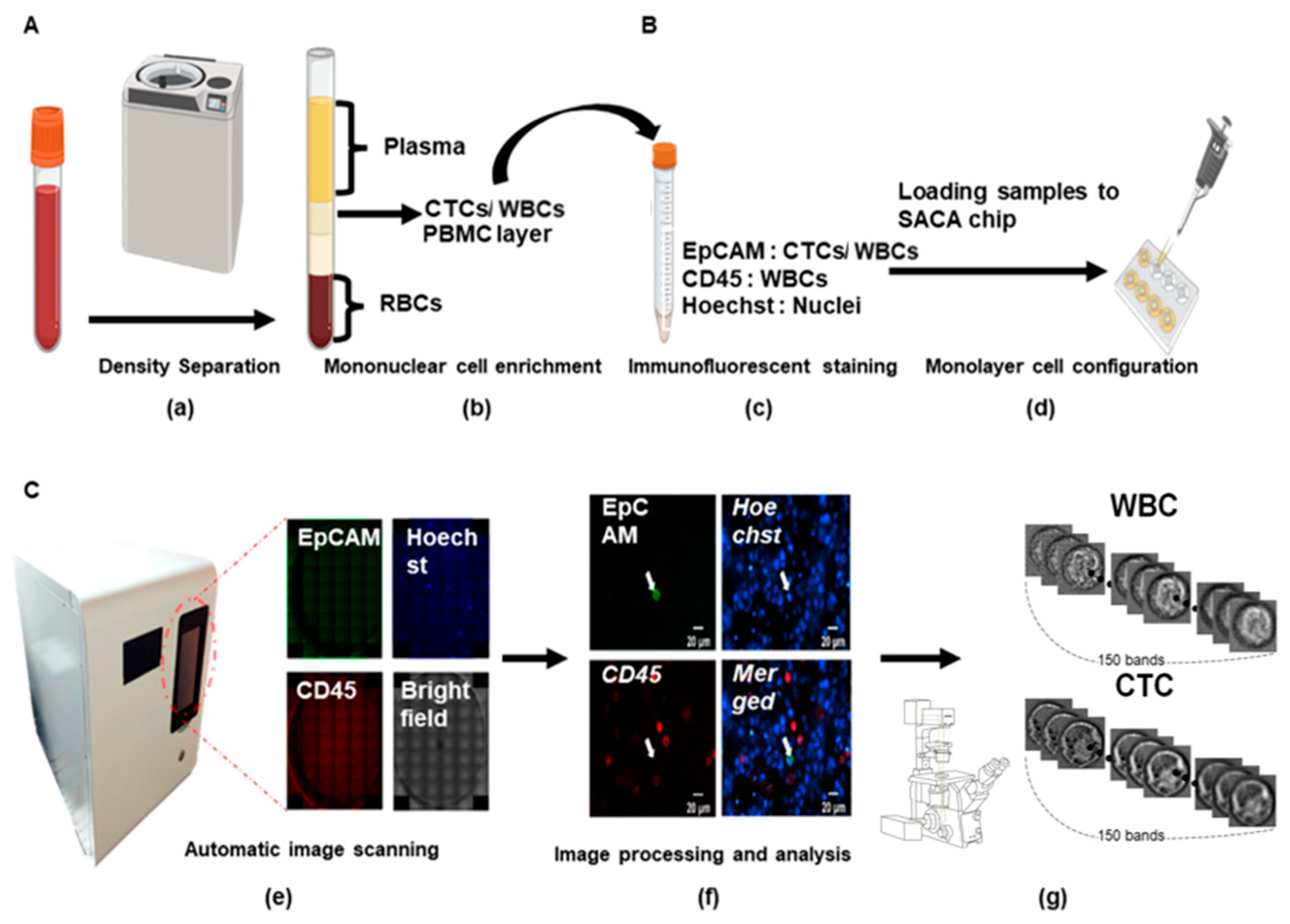 Automated Label-Free Classification of Circulating Tumor Cells and ...