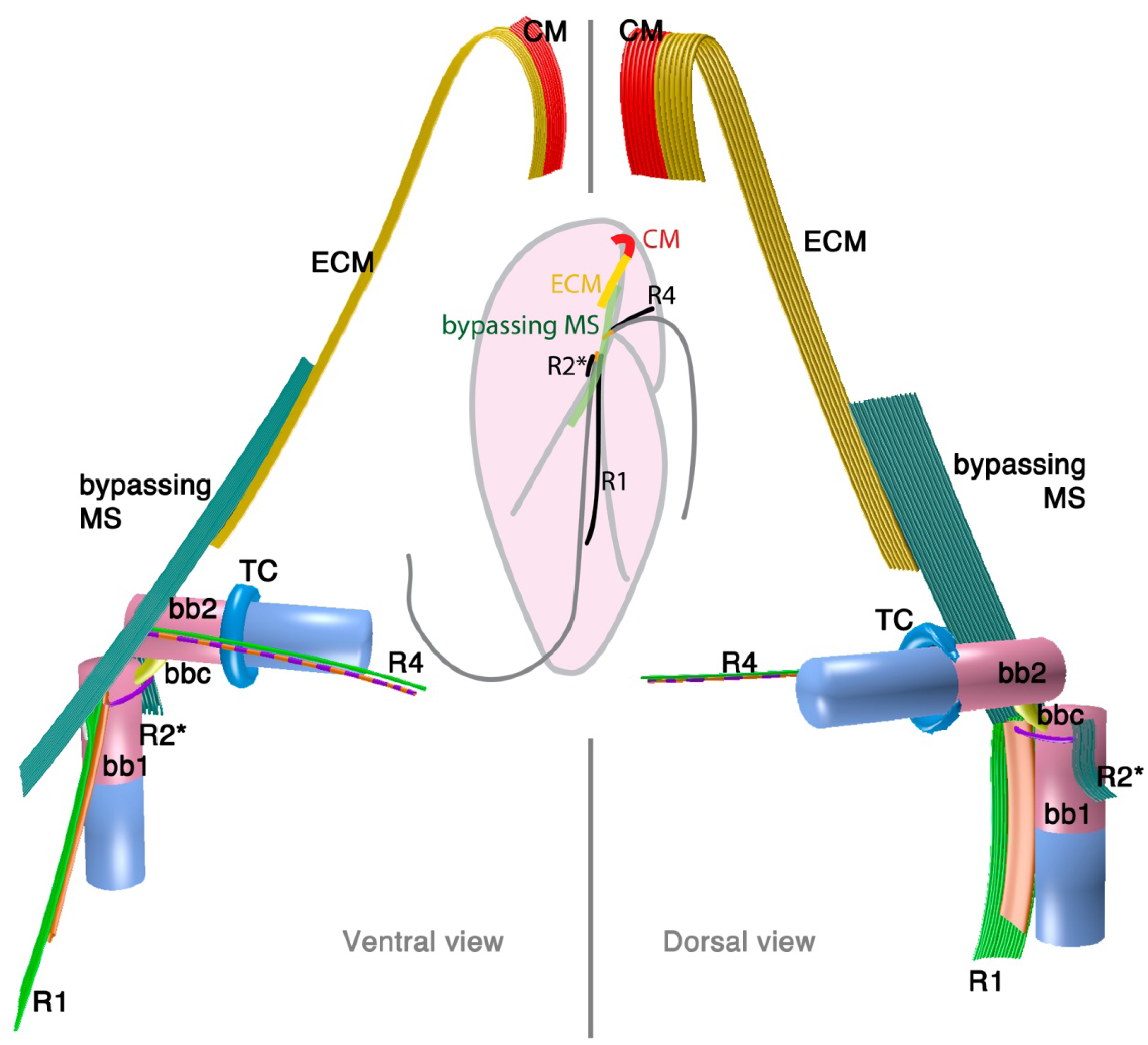 Microorganisms 02 00073 g003 1024