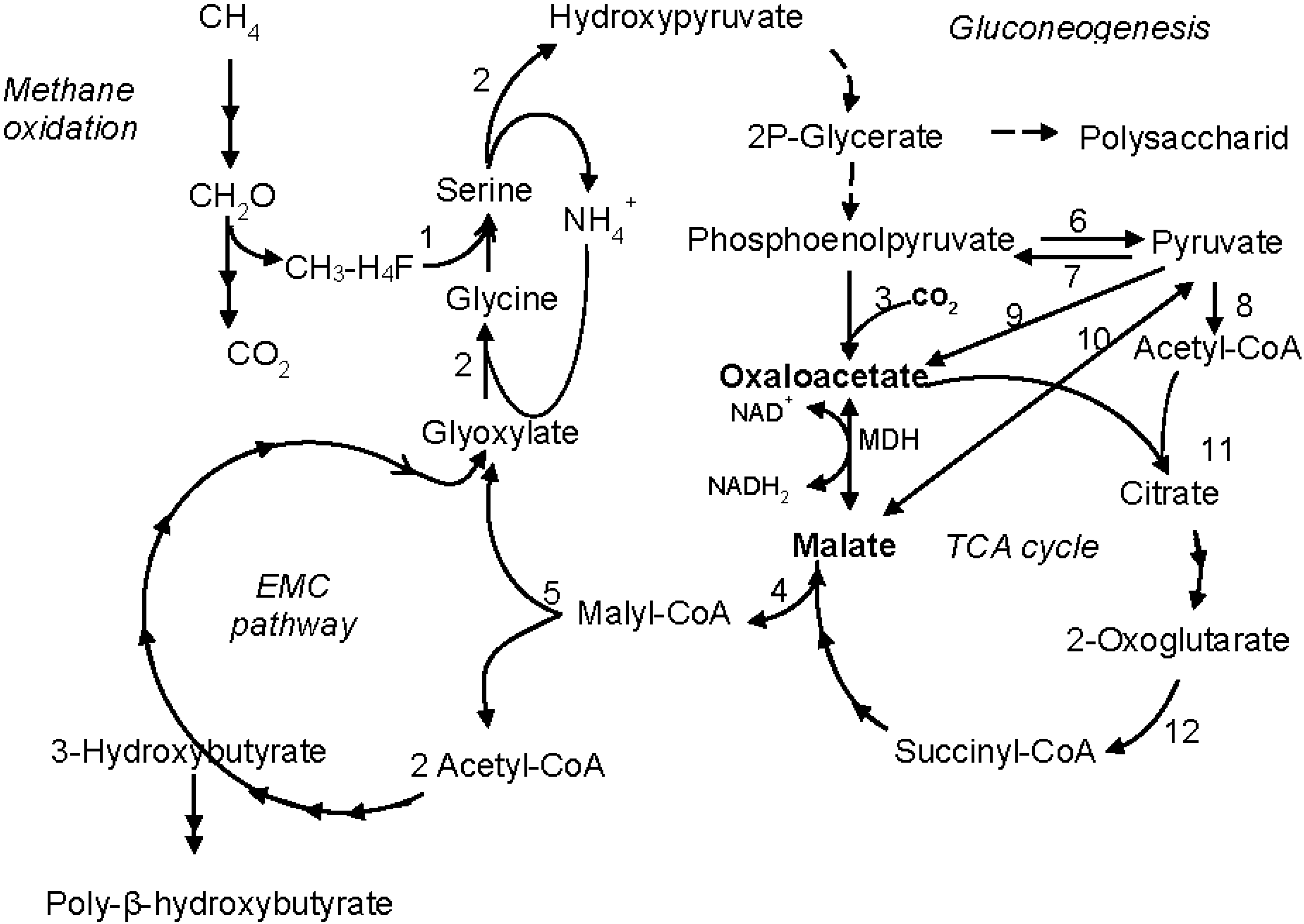 Microorganisms 03 00047 g004