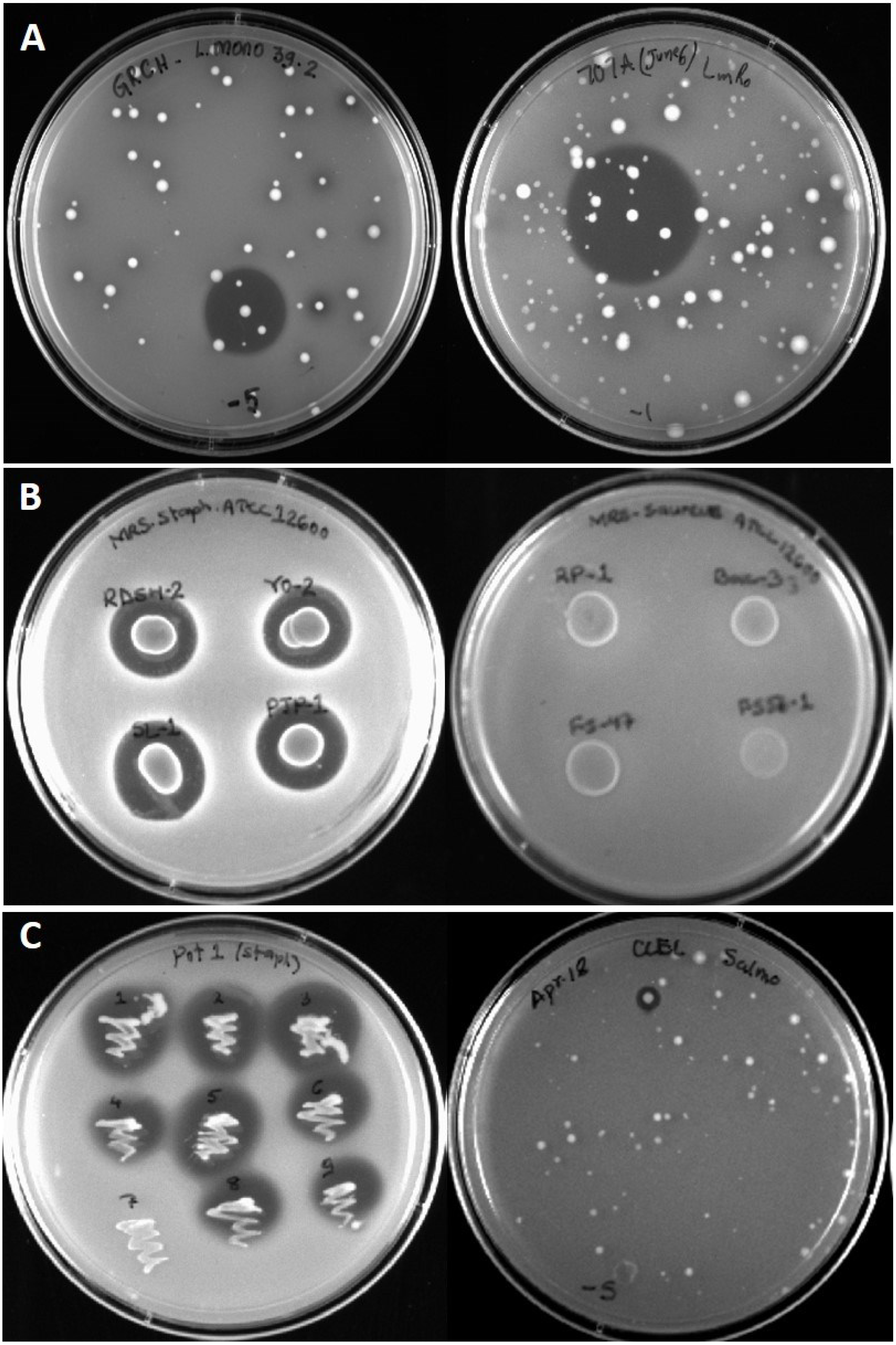 bacteriocin microorganisms acid bacteria lactic plate producing isolation identity sources patch inhibition foods animal lactococcus mdpi text antagonism taxonomic retail