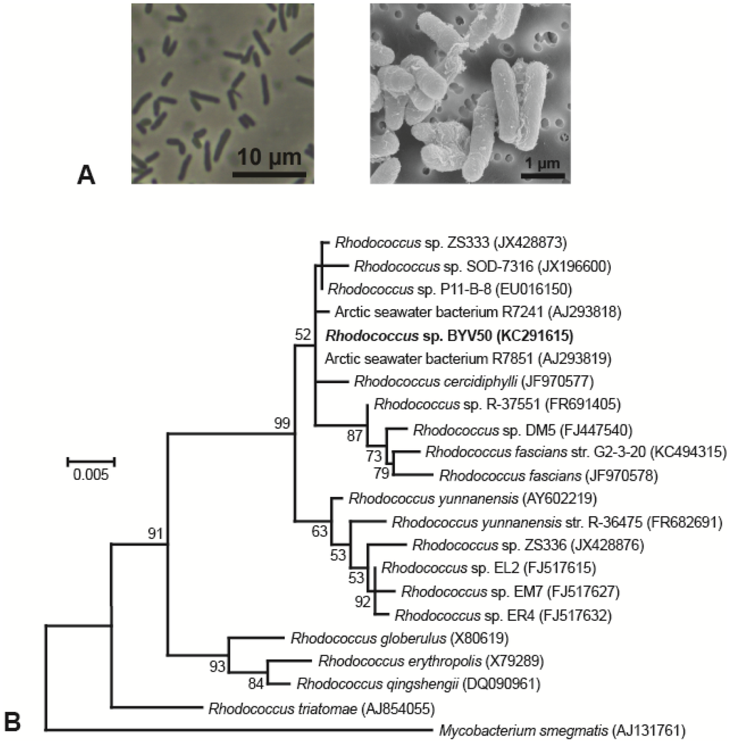 Cold-Active, Heterotrophic Bacteria from the Highly Oligotrophic Waters ...