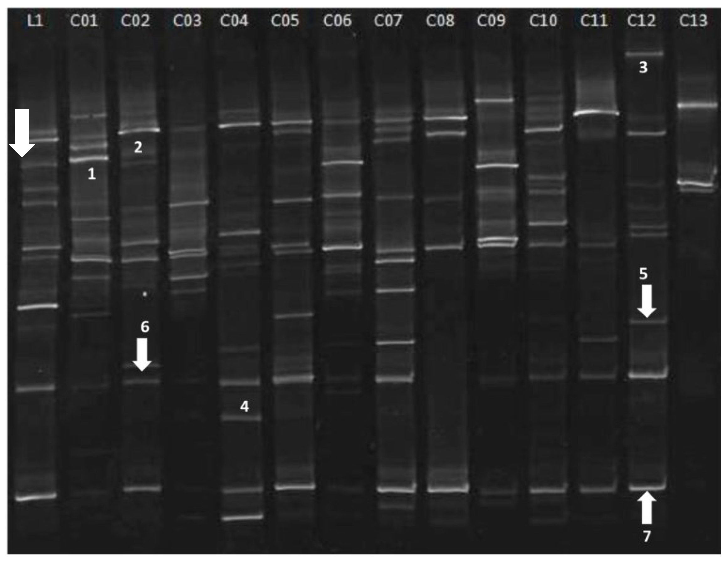 Microorganisms 03 00612 g004