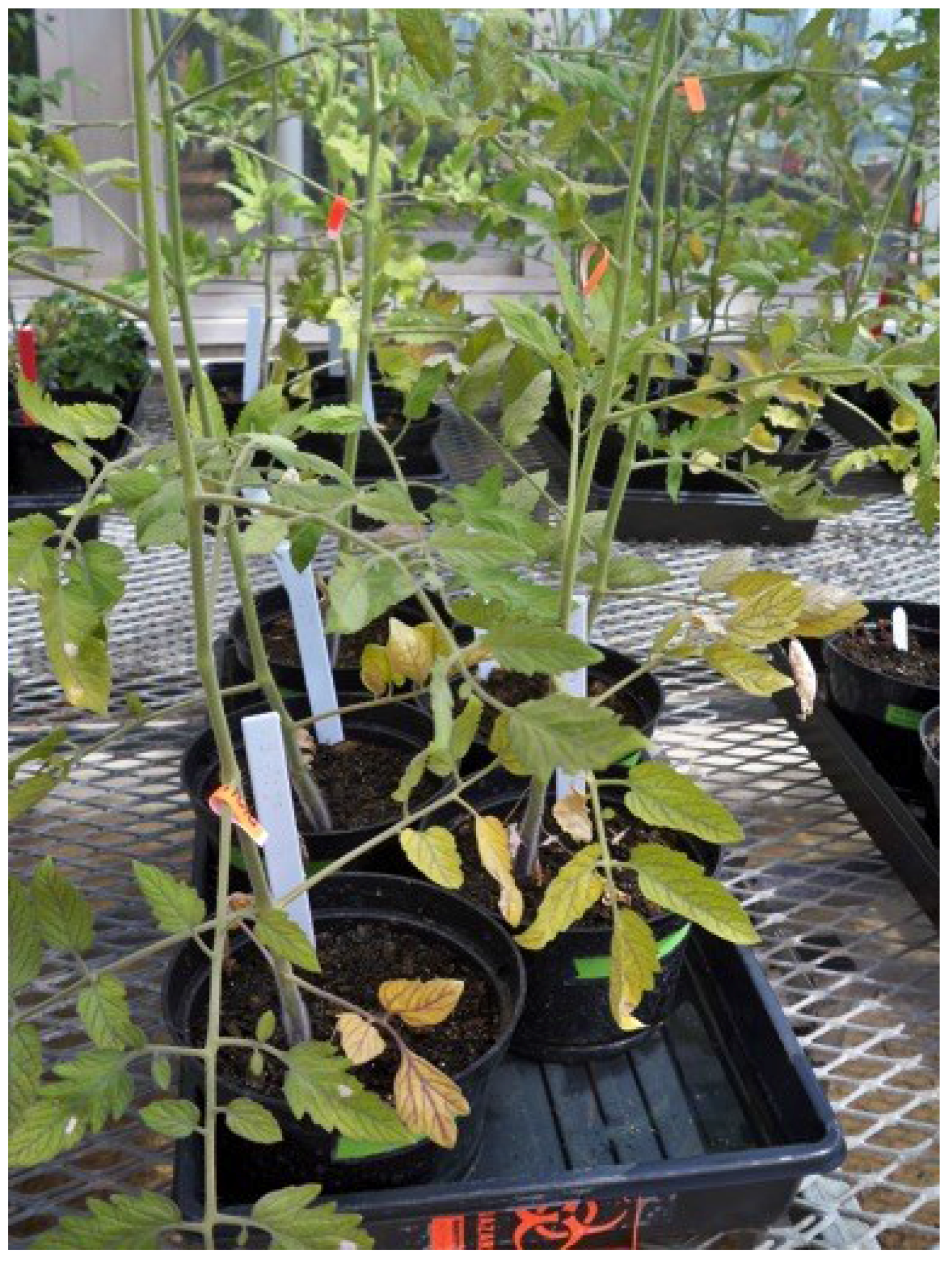 Microorganisms 03 00809 g002