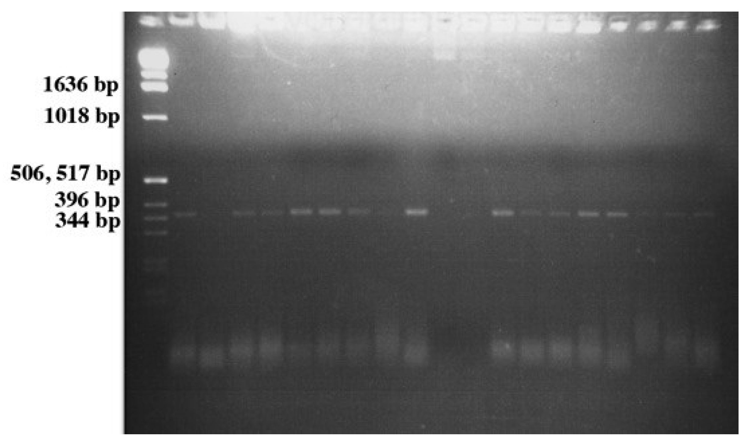 Microorganisms 03 00809 g005