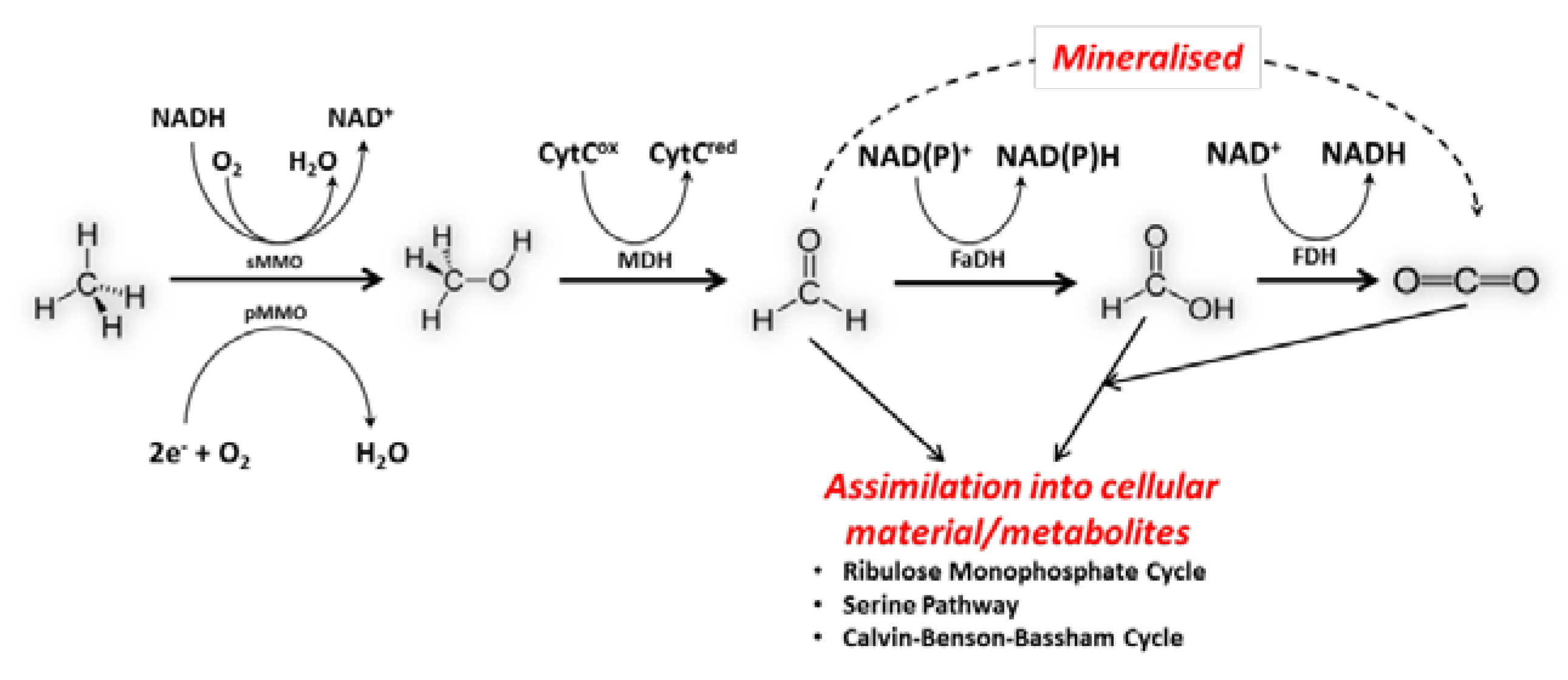 Microorganisms 04 00011 g002 550