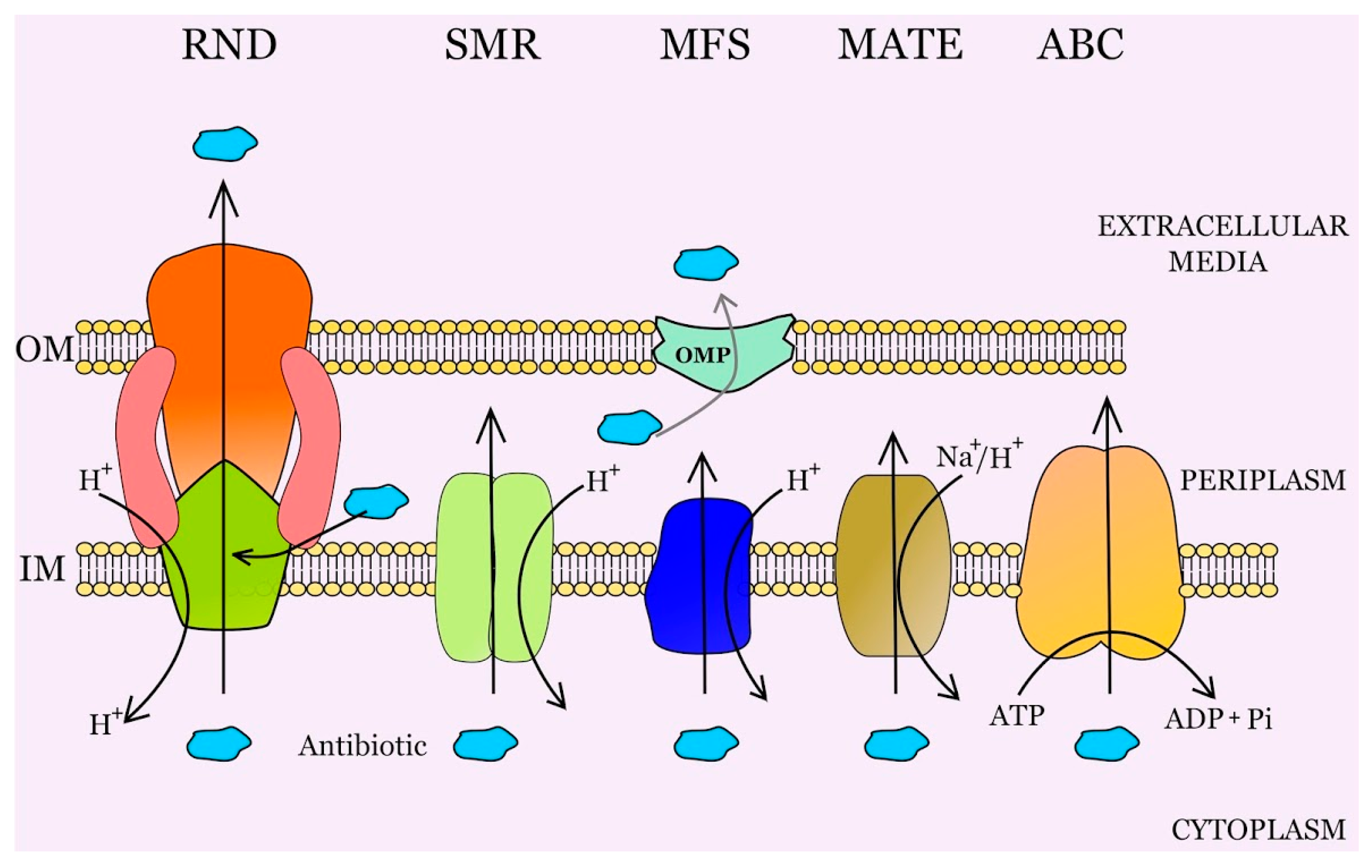 Microorganisms | Full-Text | Bacterial Multidrug Efflux Pumps: Much More Than Antibiotic Resistance Determinants HTML