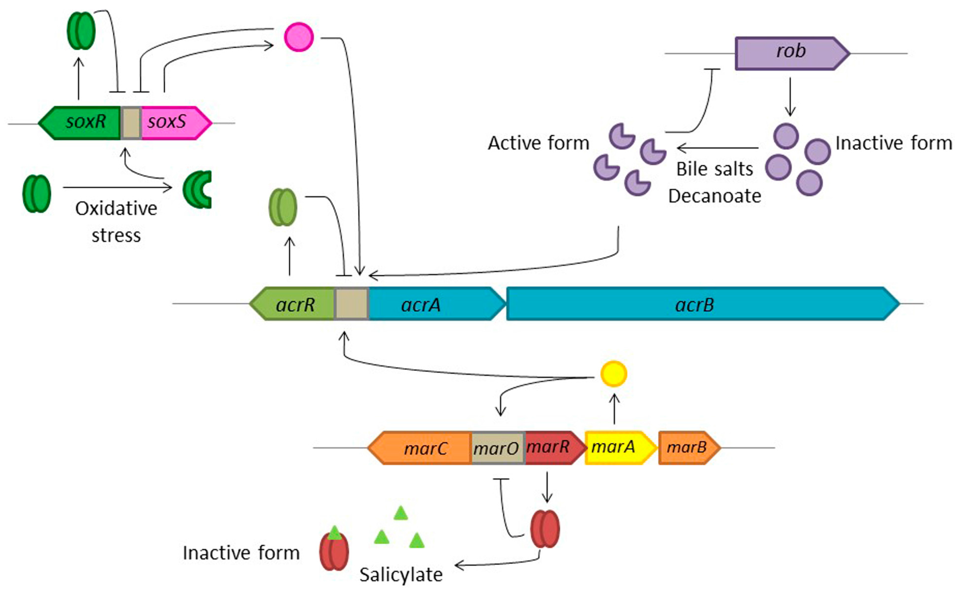 Microorganisms 04 00014 g003