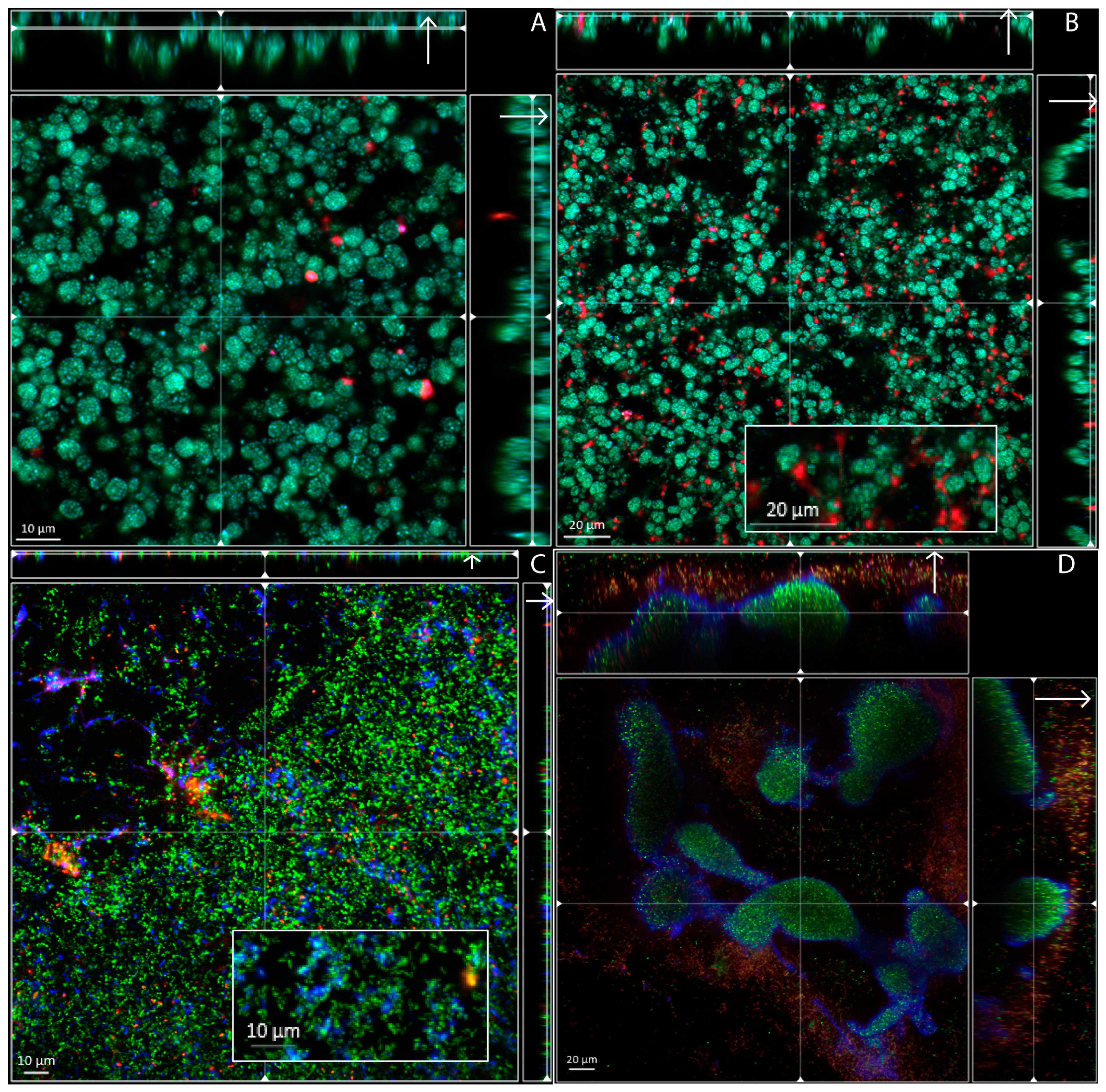 Microorganisms 04 00033 g002