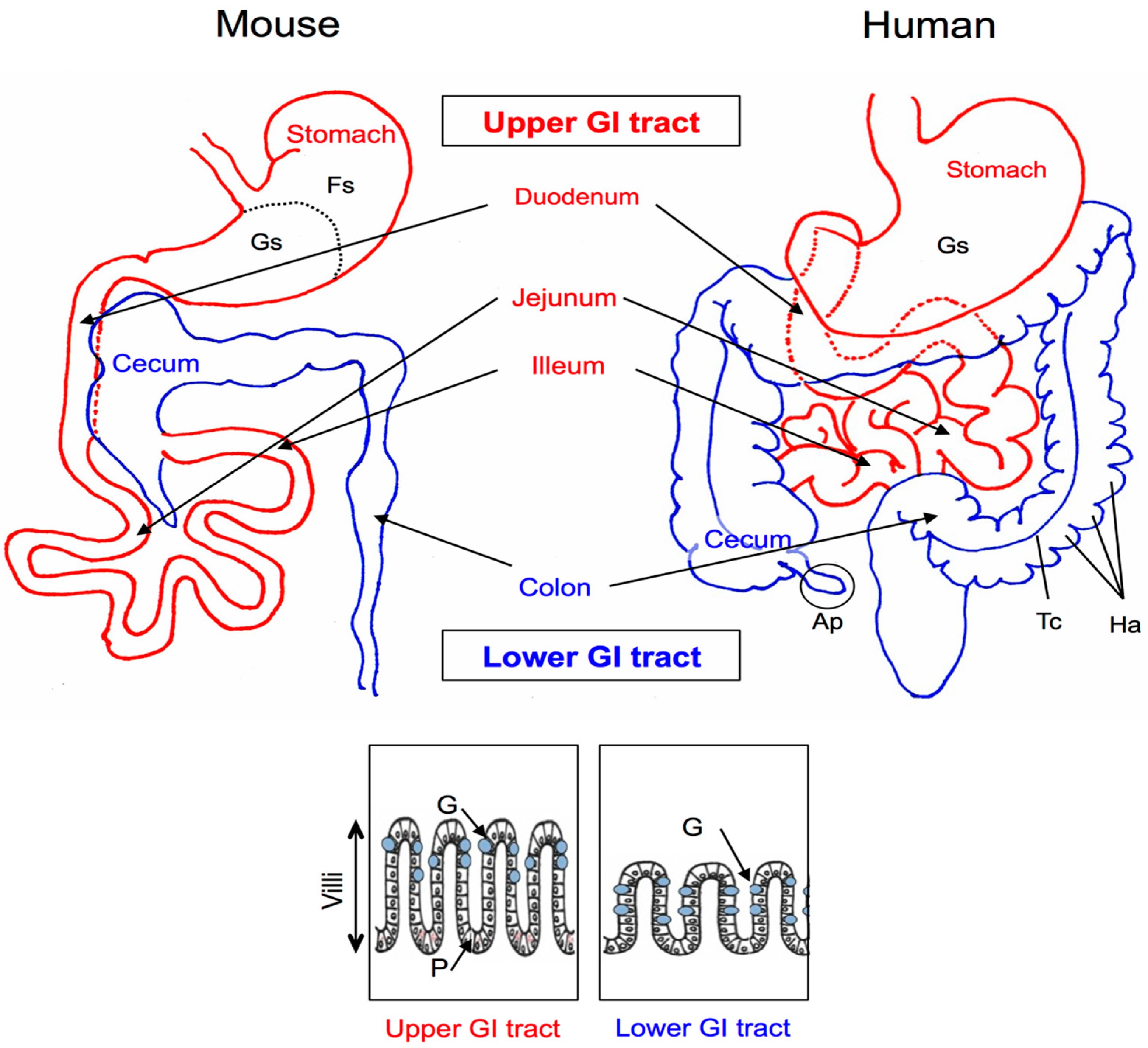 Microorganisms 04 00034 g001