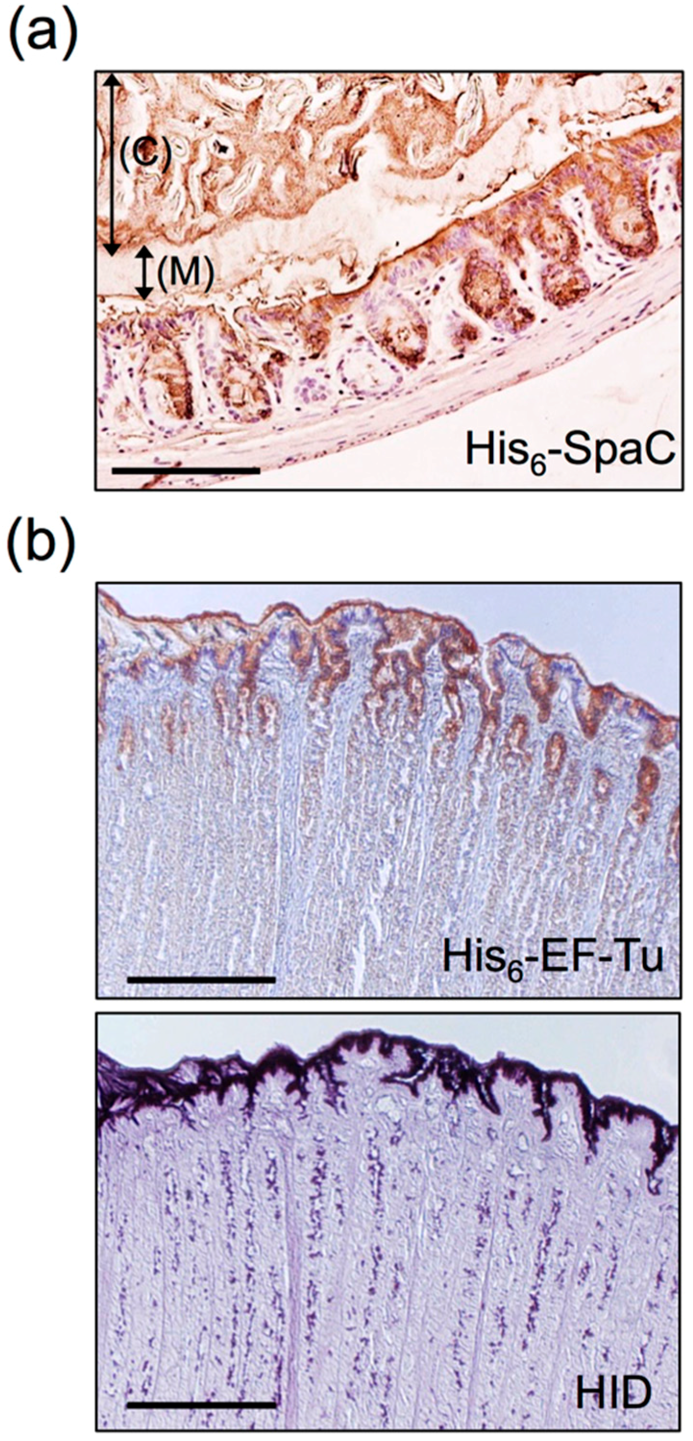 Microorganisms 04 00034 g006