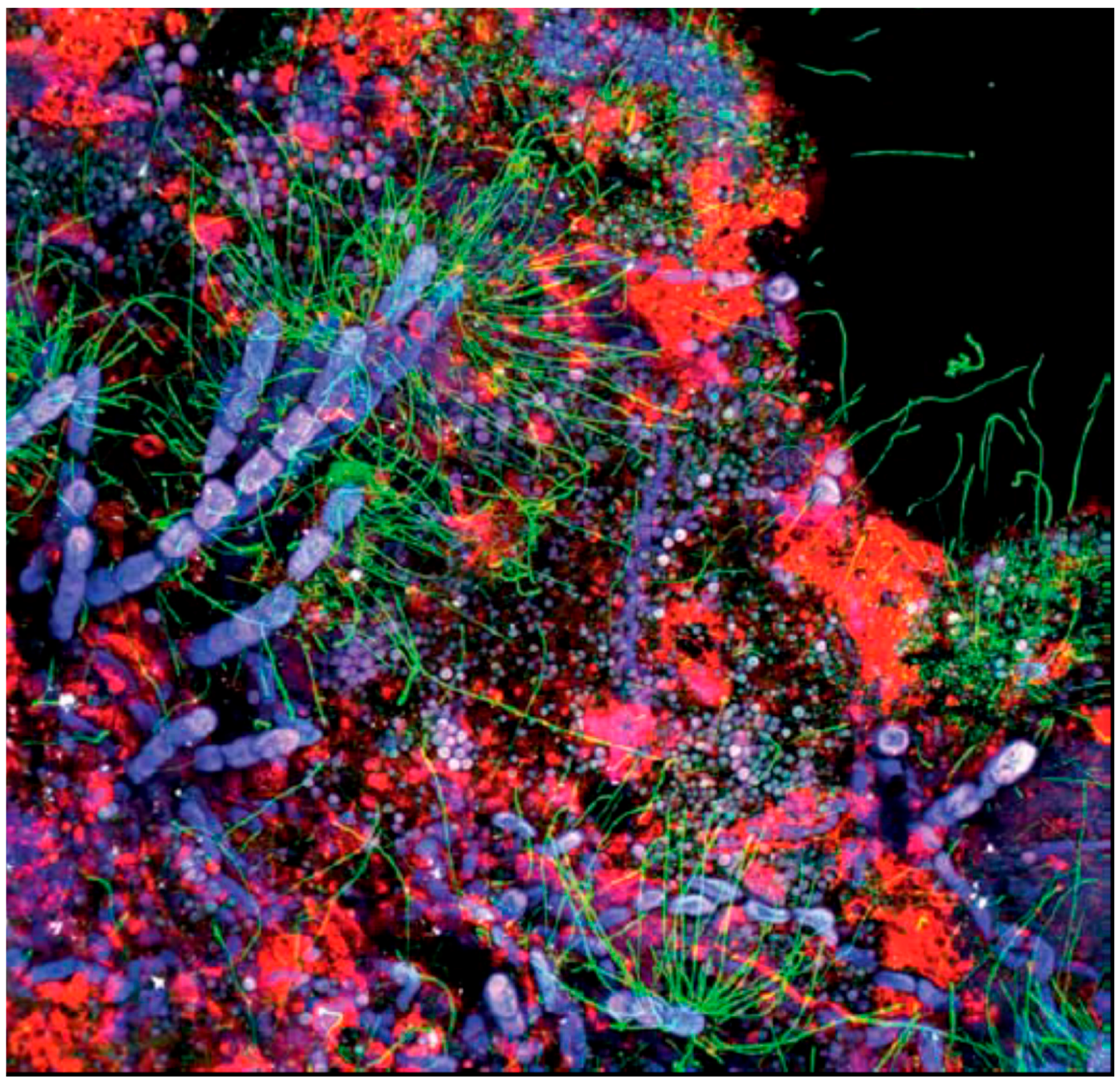 Microorganisms 04 00041 g003