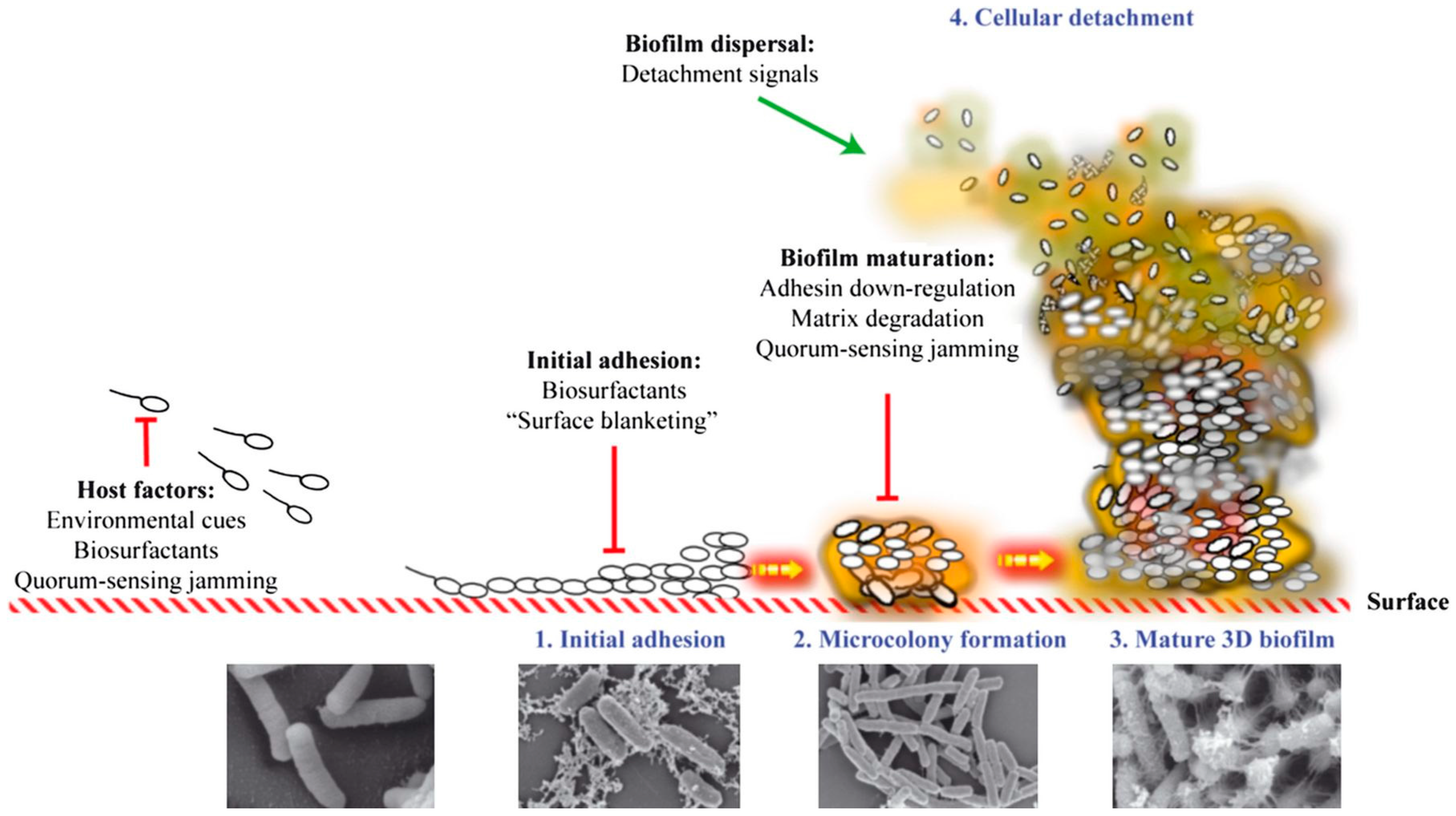 Medical Biofilm