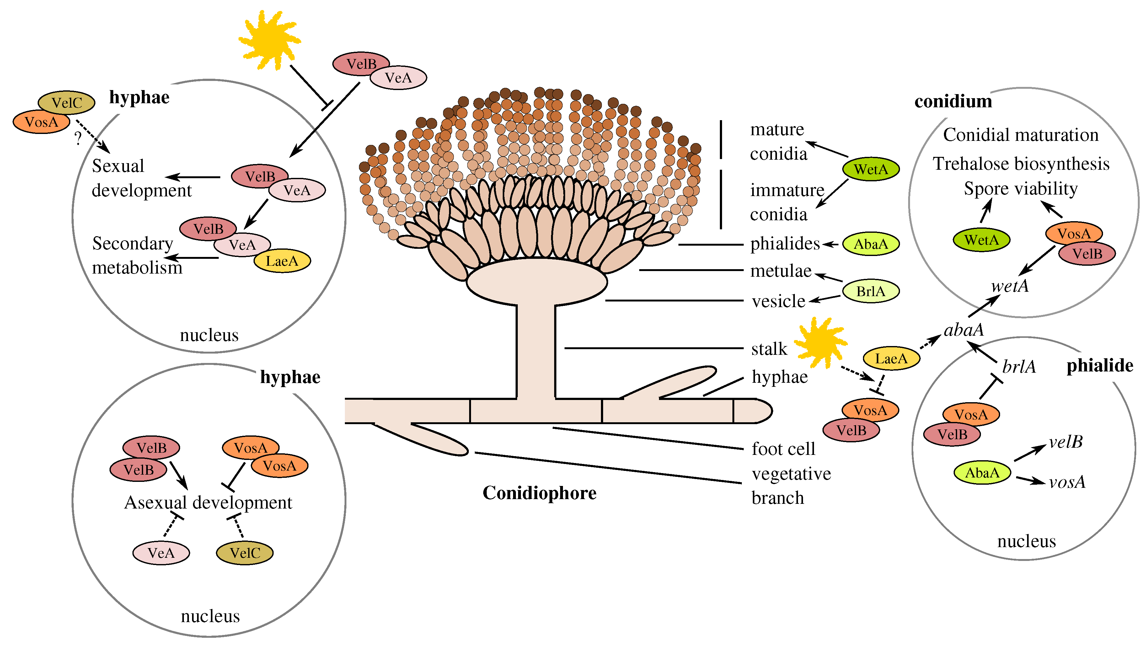 Microorganisms 05 00012 g001