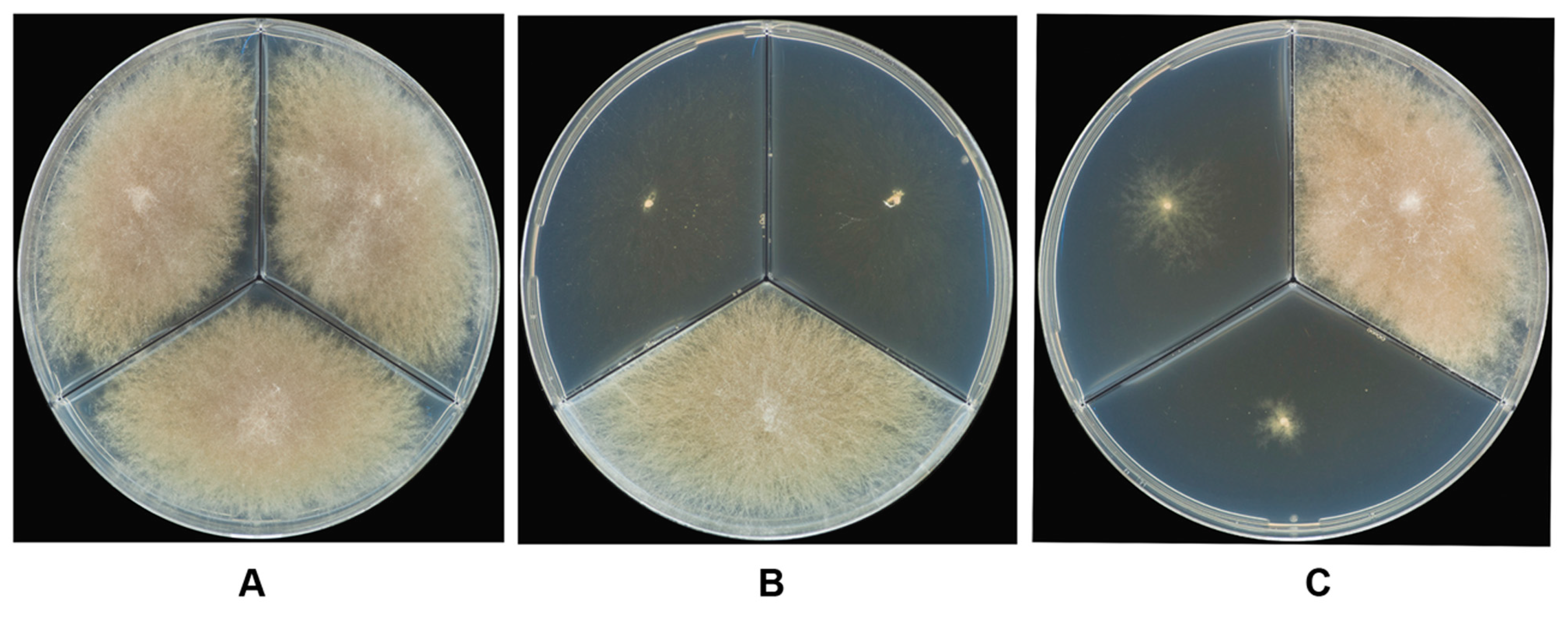 Microorganisms 05 00014 g004 550
