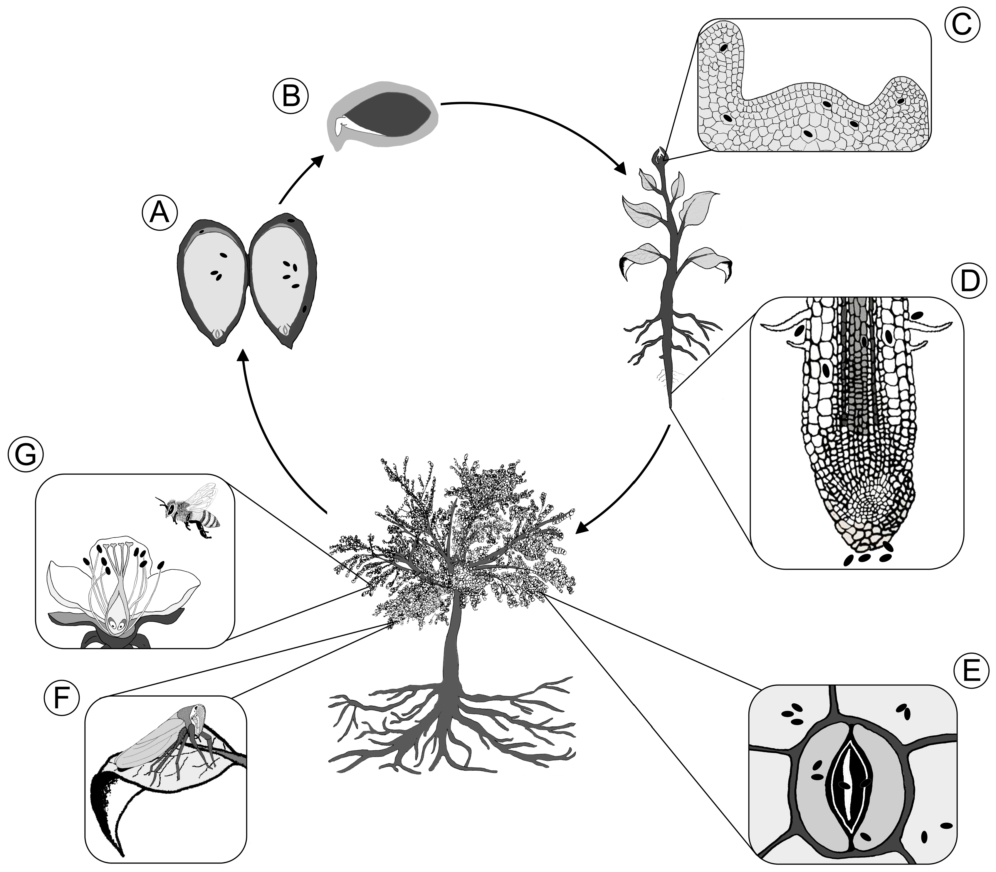 Microorganisms Free Full Text Transmission Of Bacterial Endophytes Html