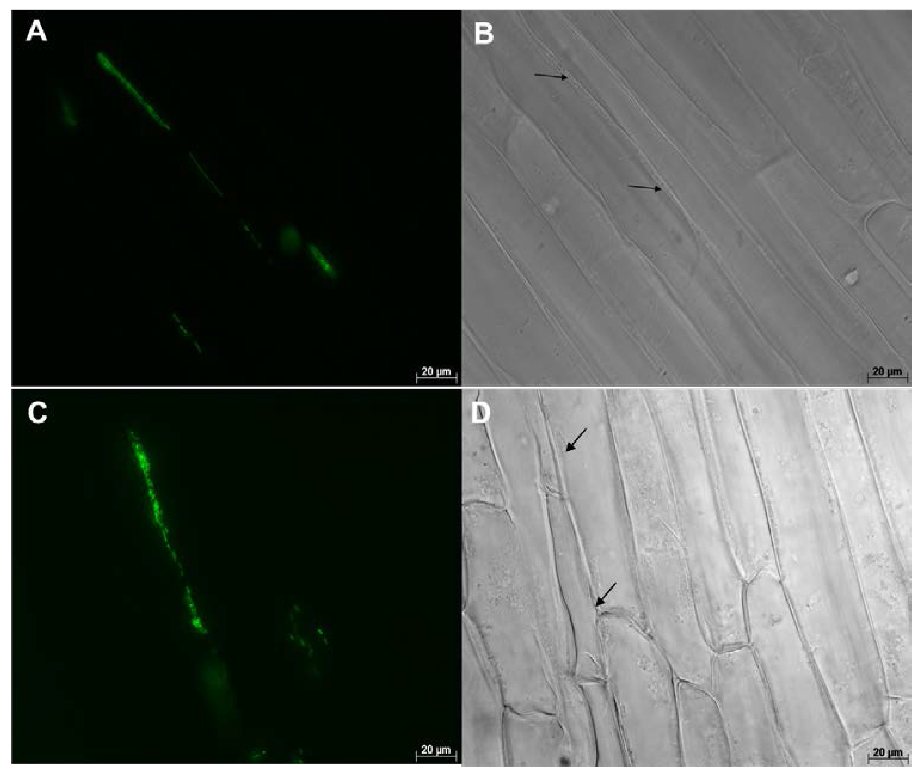 Microorganisms 05 00077 g002