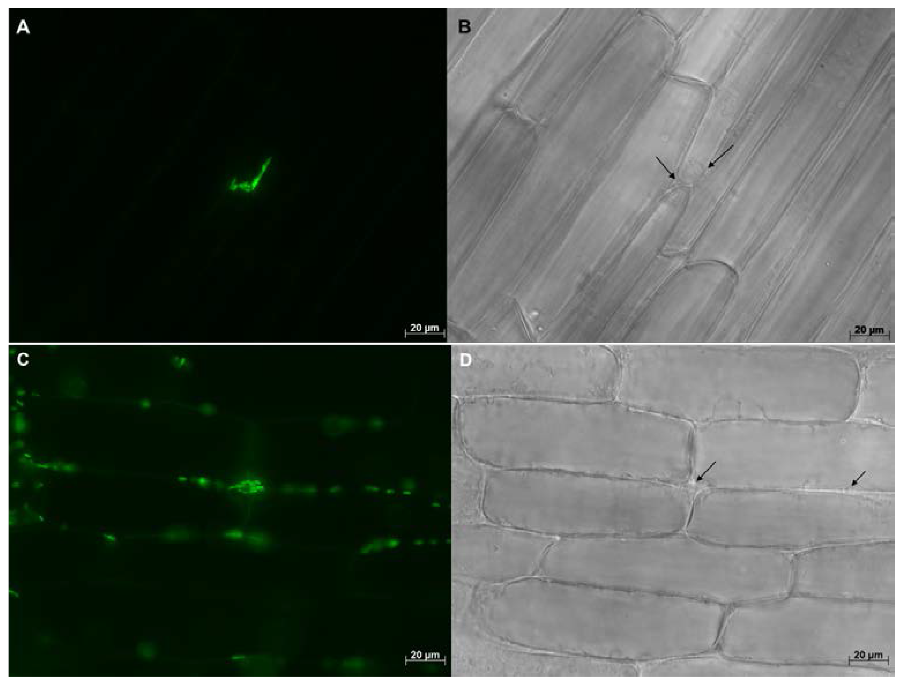 Microorganisms 05 00077 g003