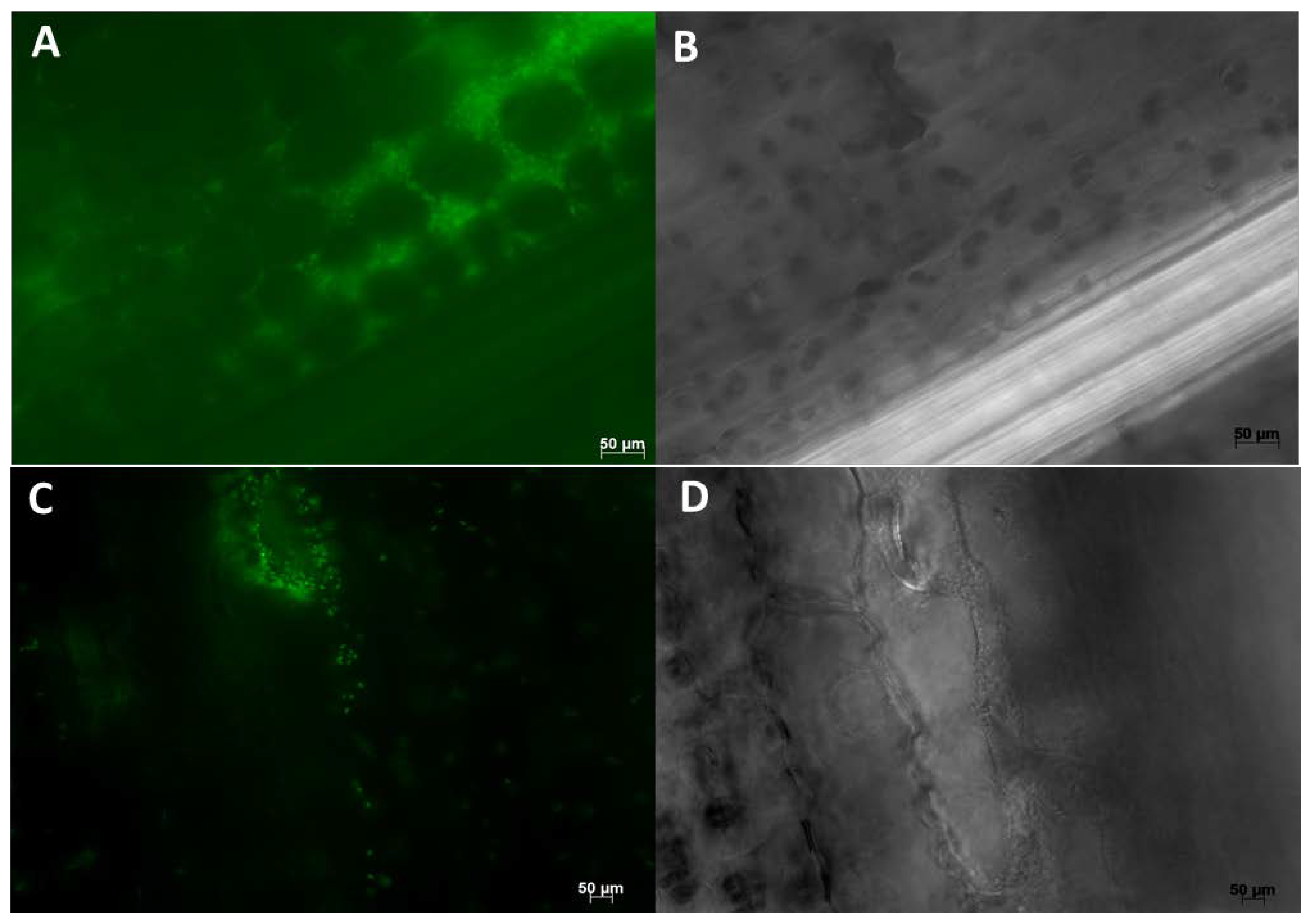 Microorganisms 05 00077 g005