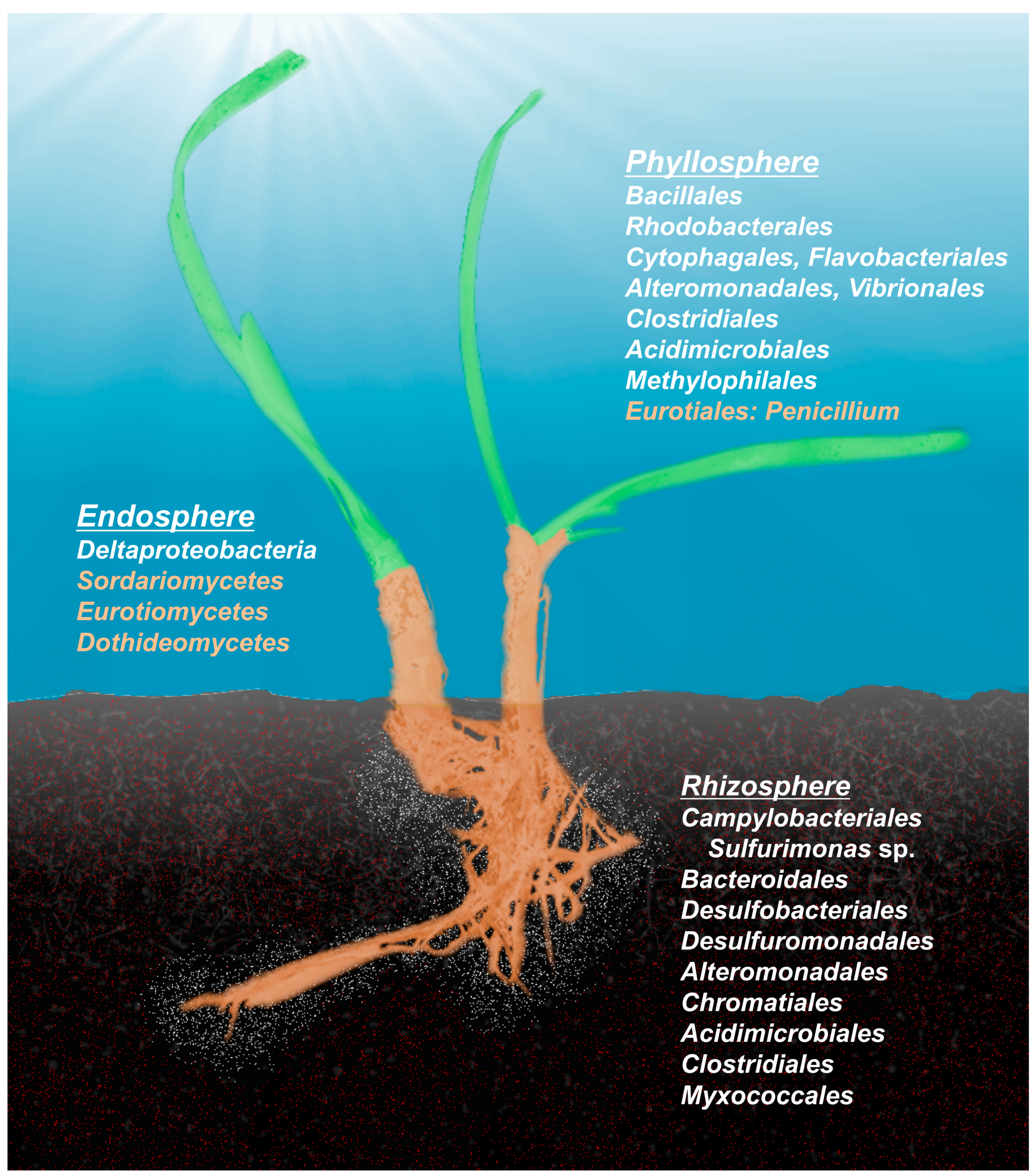 Microorganisms 05 00081 g002 Microorganisms 05 00081 g002
