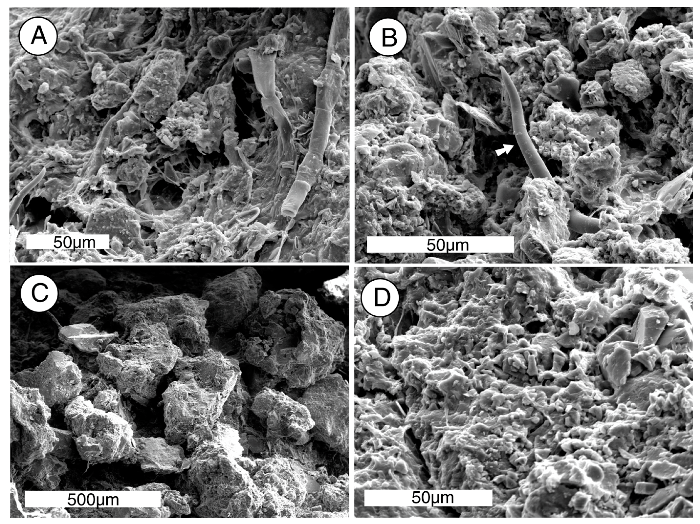 Microorganisms 06 00008 g009
