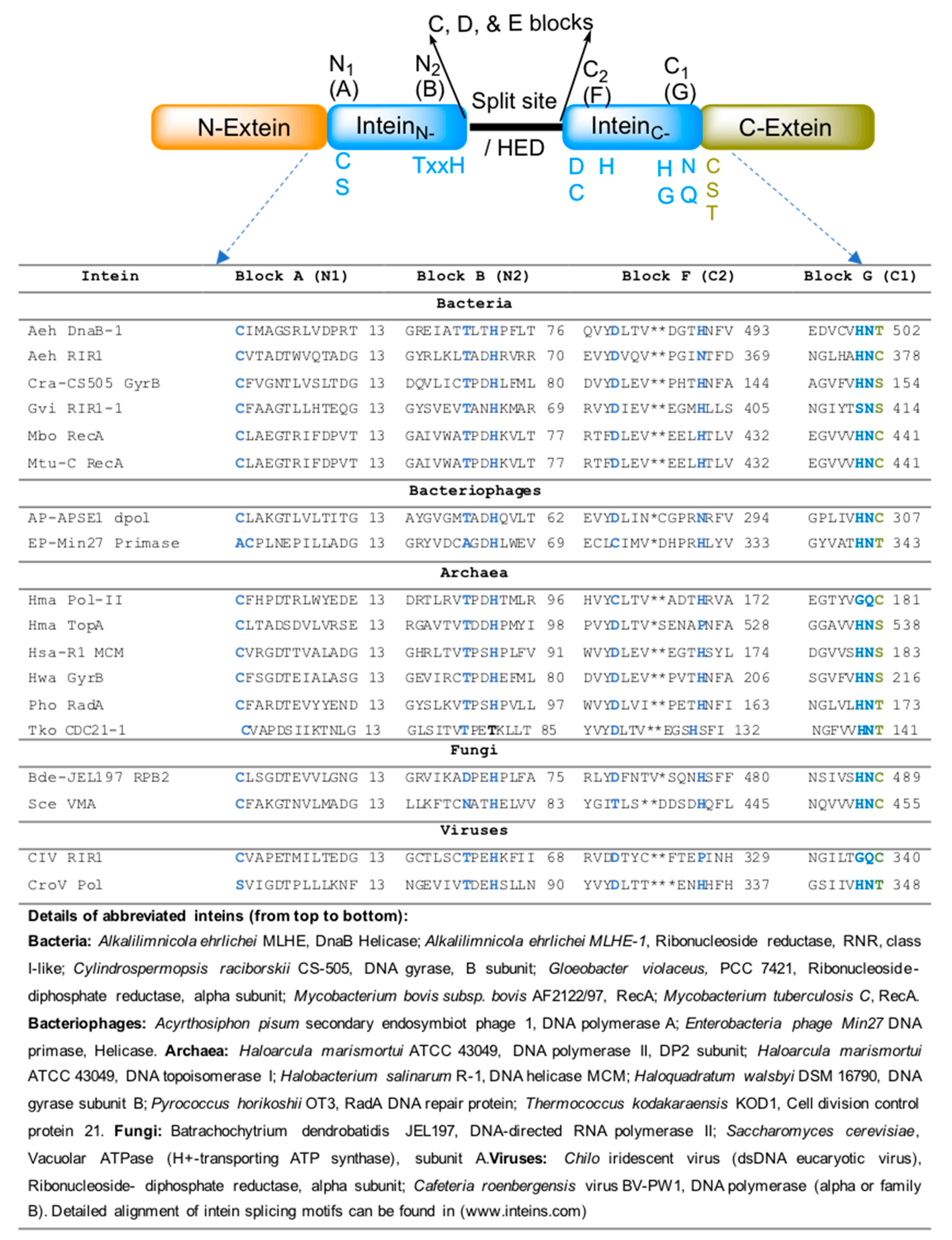 Microorganisms 06 00019 g003
