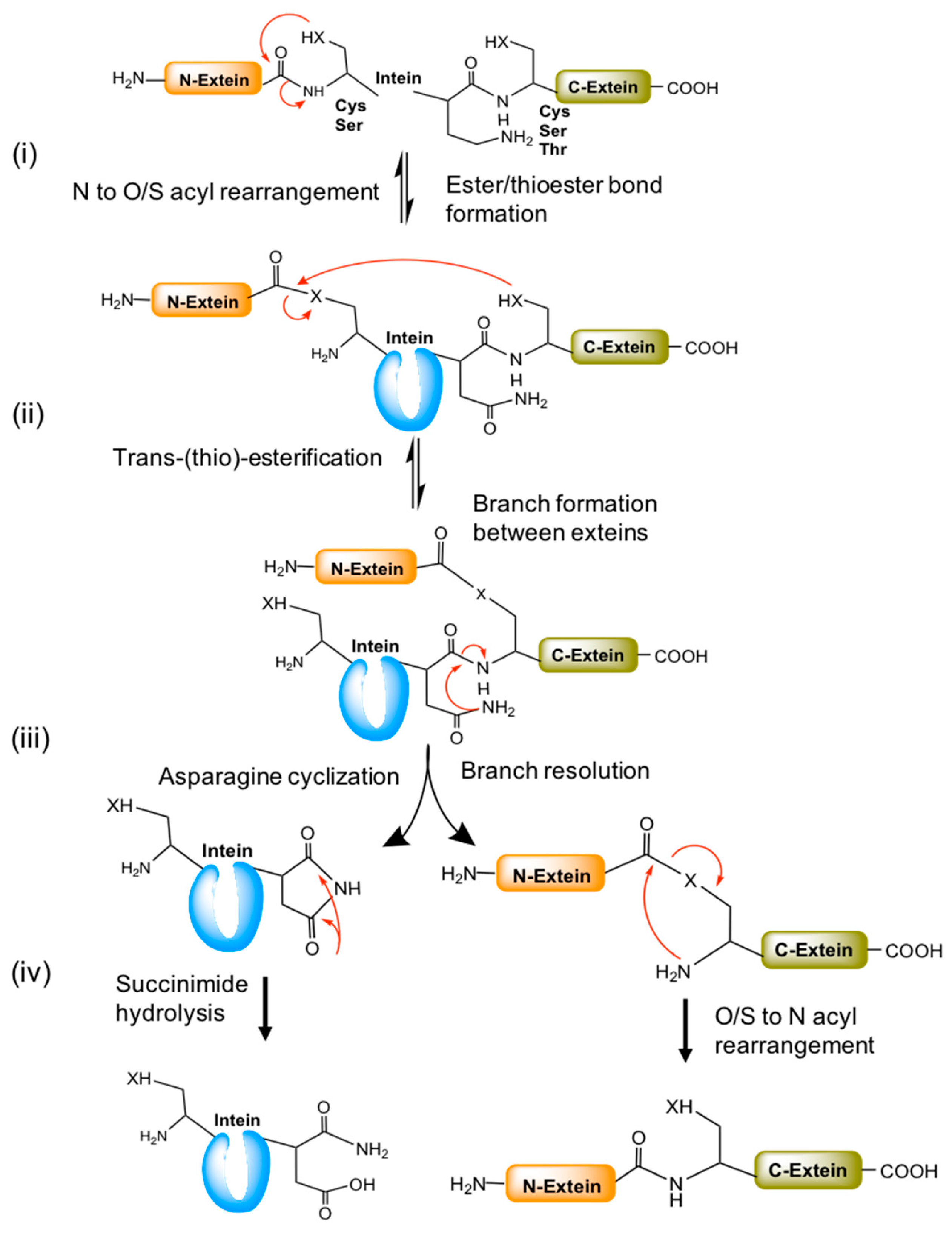 Microorganisms 06 00019 g004