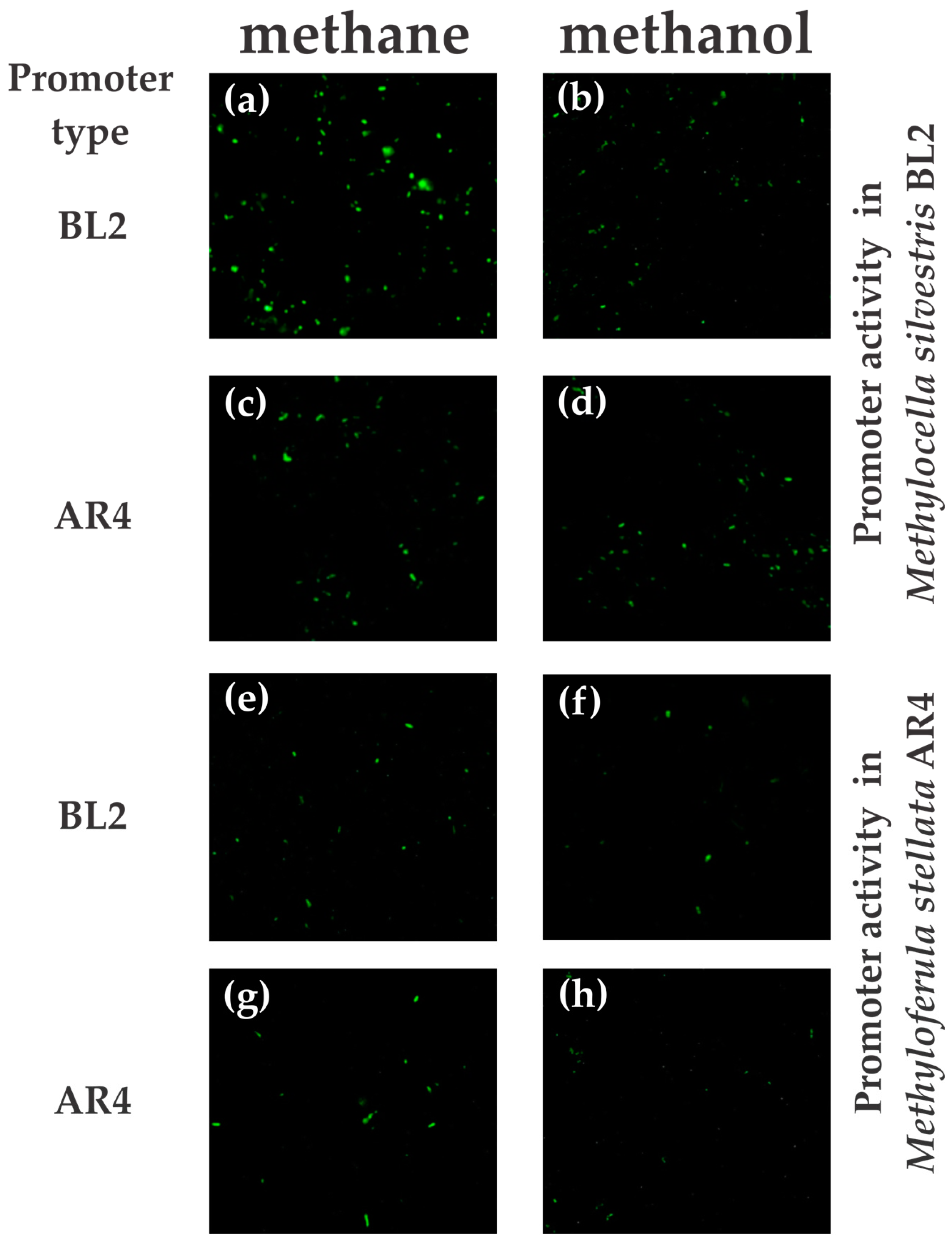 Microorganisms 06 00020 g002