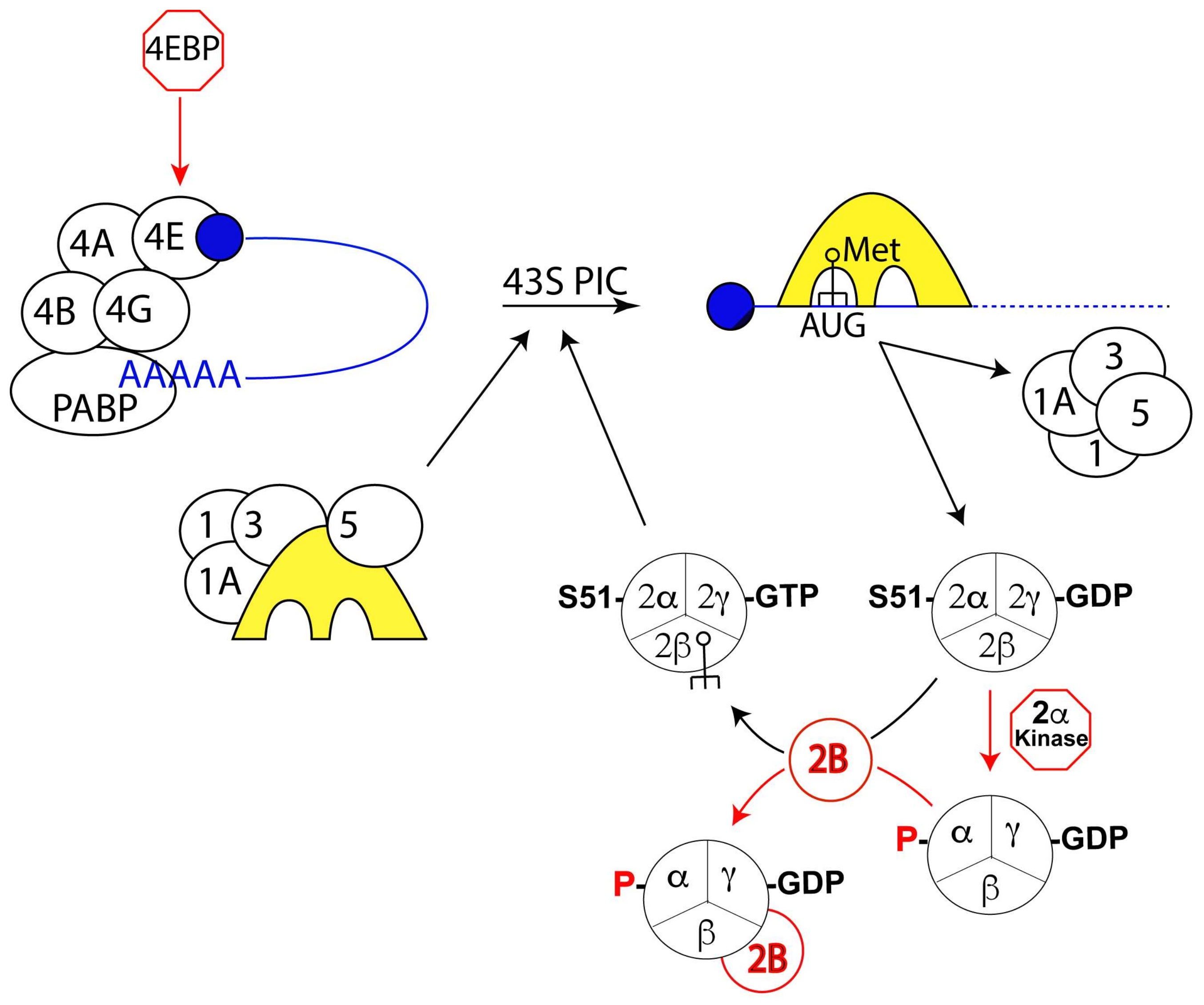 Microorganisms | Free Full-Text | Translation and Translational 
