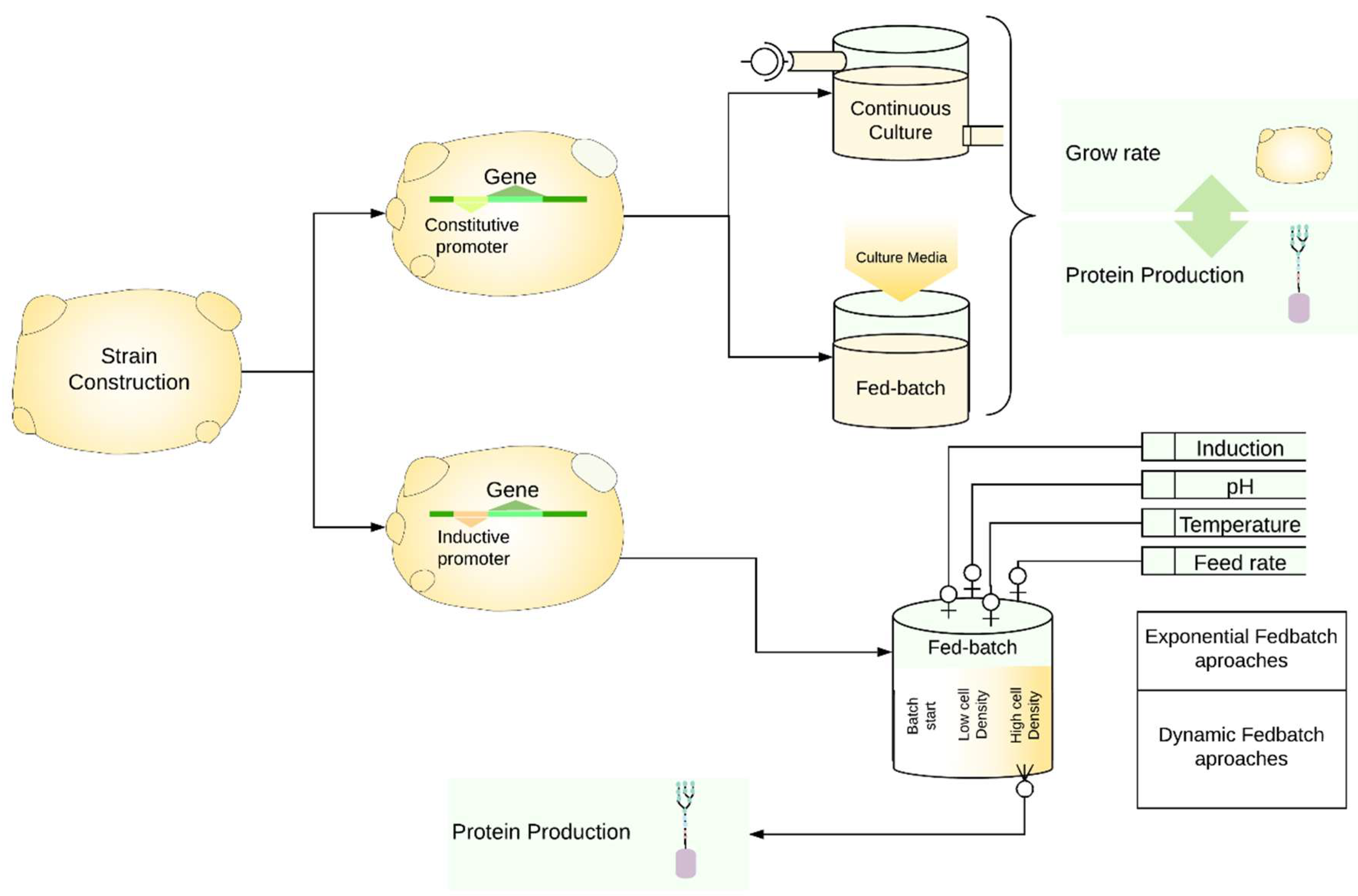 Comparison of Yeasts as Hosts for Recombinant Protein Production