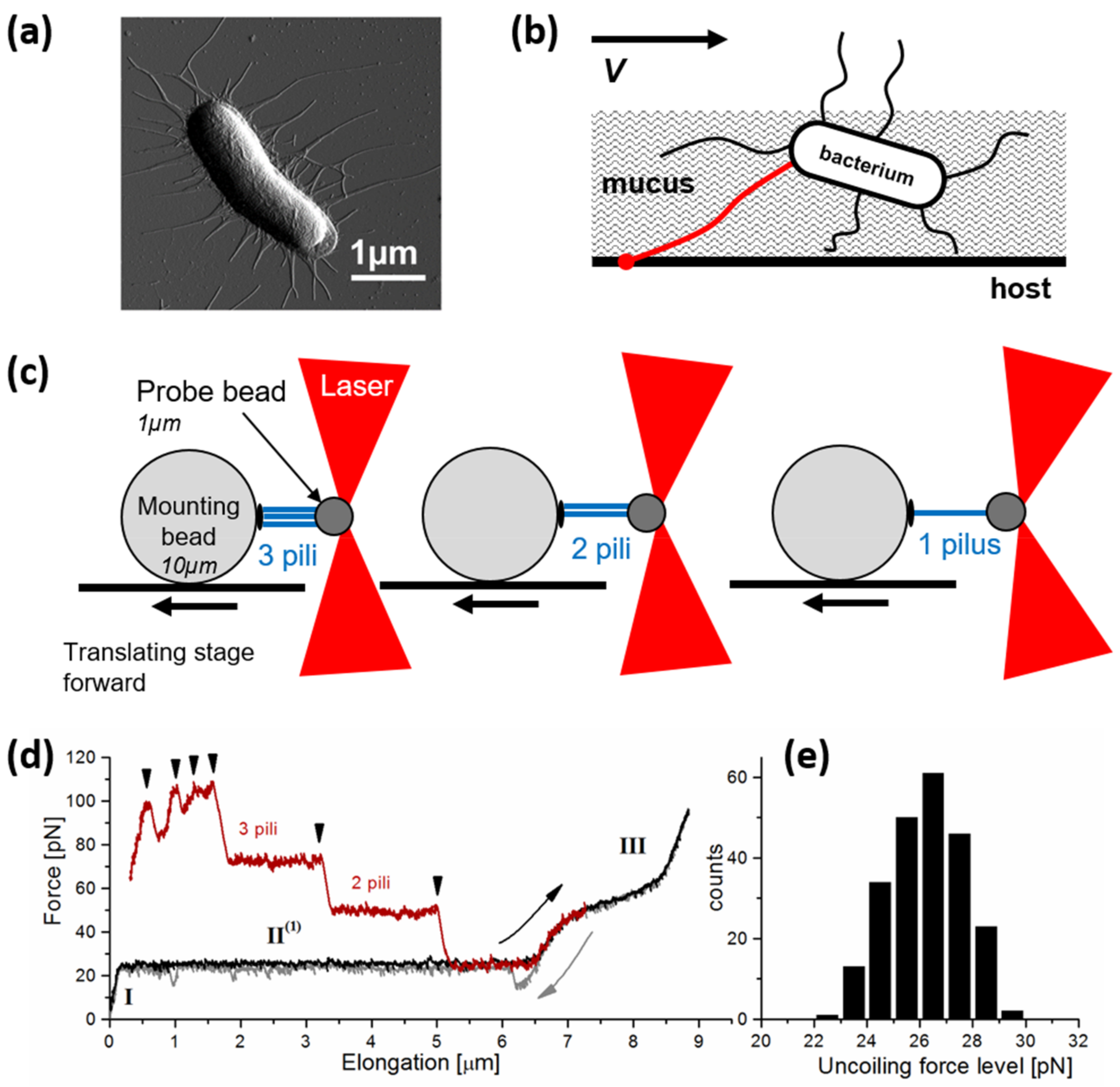 Microorganisms 06 00039 g002 Microorganisms 06 00039 g002