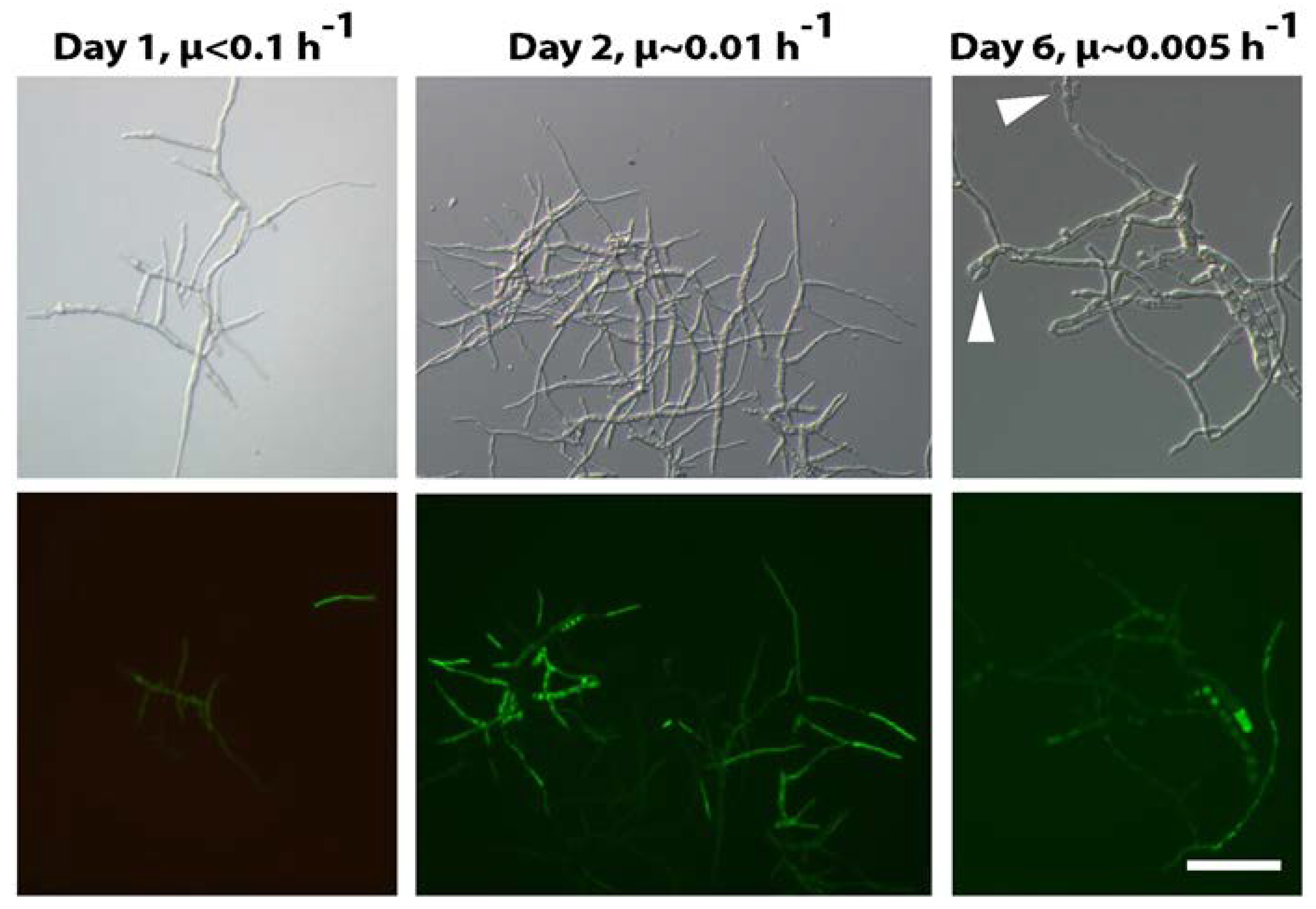 Microorganisms 06 00050 g003