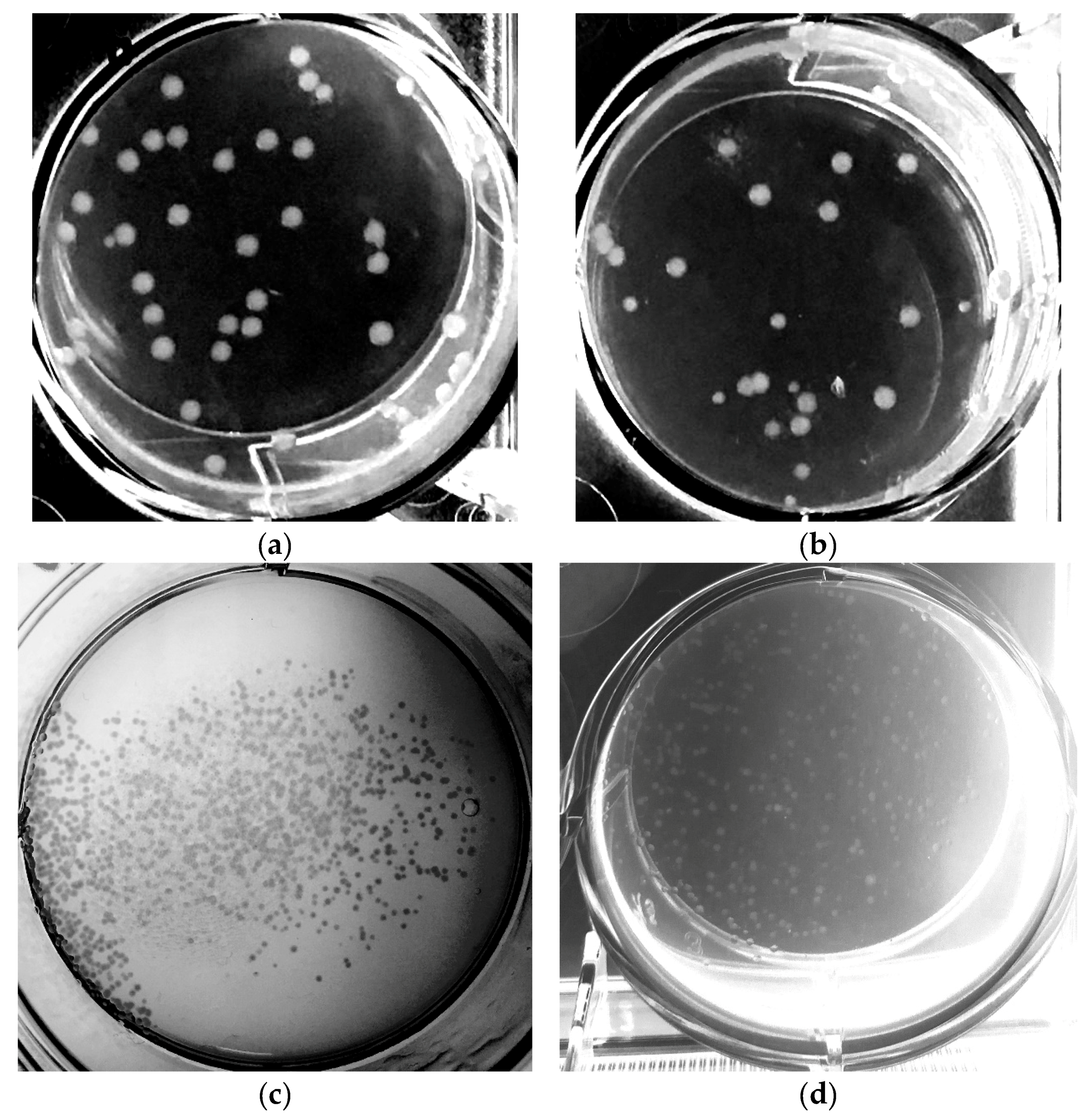 Microorganisms 06 00060 g007