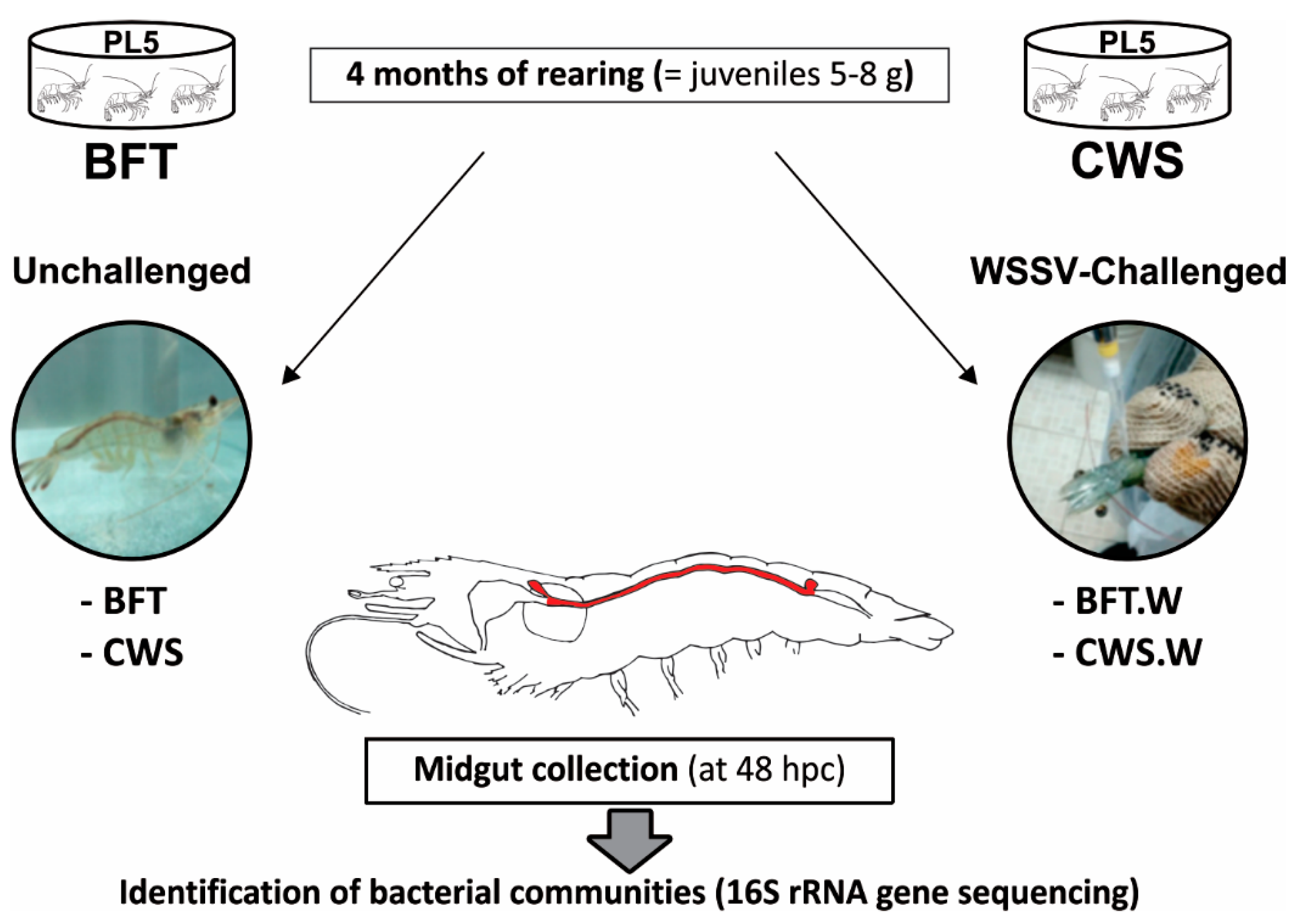 Microorganisms Free Full Text Exploring The Impact Of The Biofloc Rearing System And An Oral Wssv Challenge On The Intestinal Bacteriome Of Litopenaeus Vannamei Html