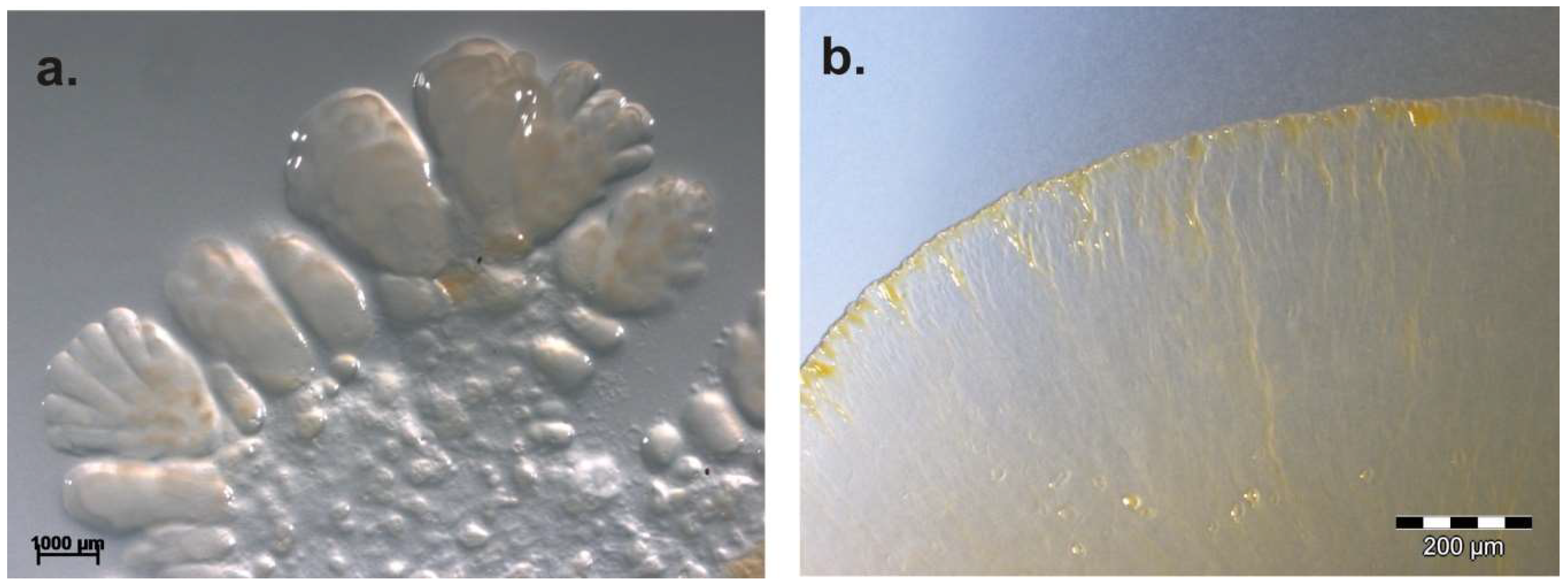 Microorganisms 06 00084 g012