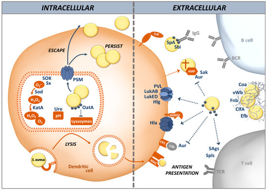 Staphylococcus aureus: A new mechanism involv