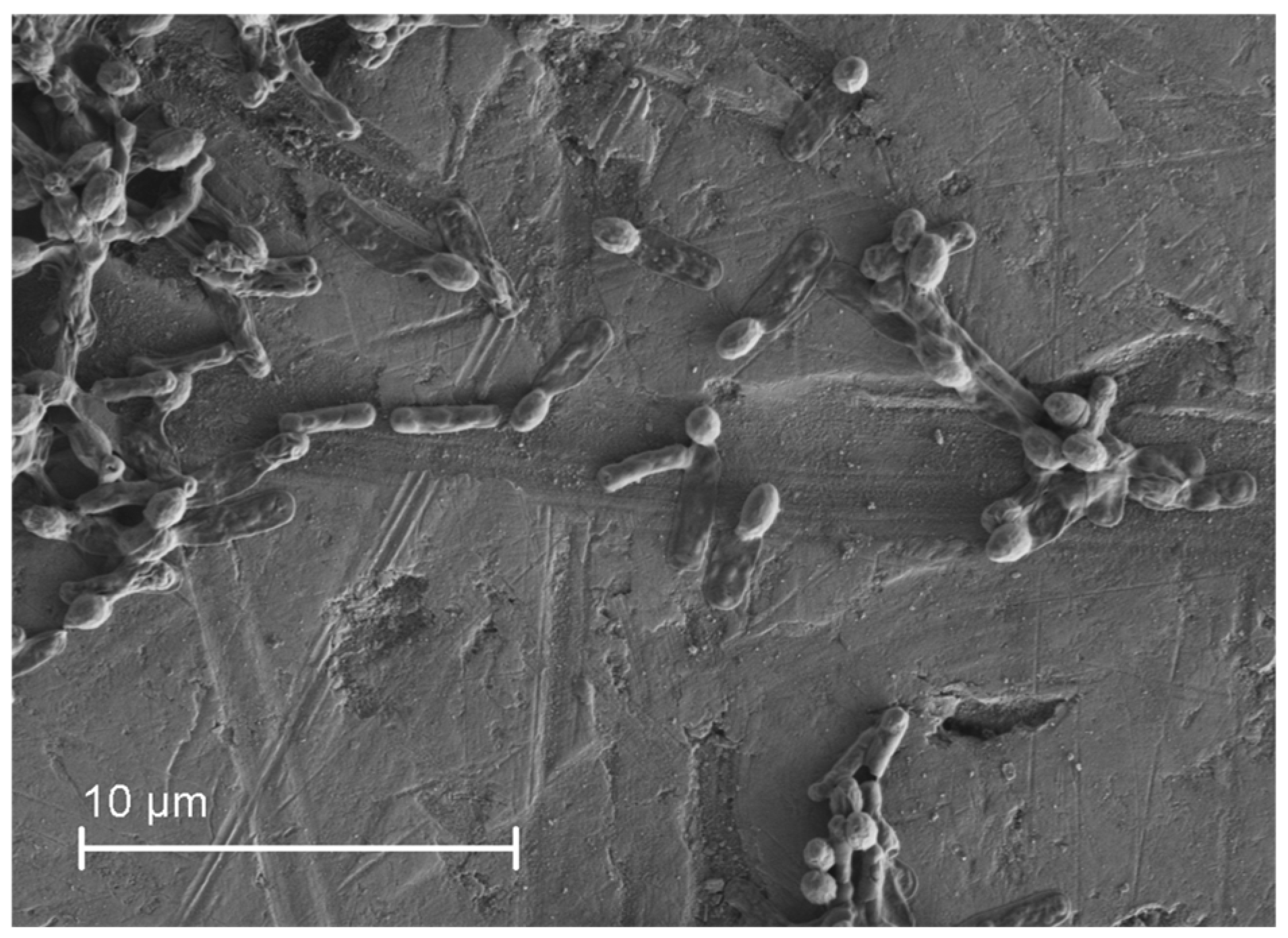 Microorganisms 06 00093 g002 Microorganisms 06 00093 g002