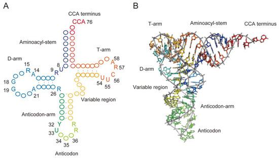 Microorganisms Free Full Text Transfer Rna Modification Enzymes From Thermophiles And Their Modified Nucleosides In Trna Html