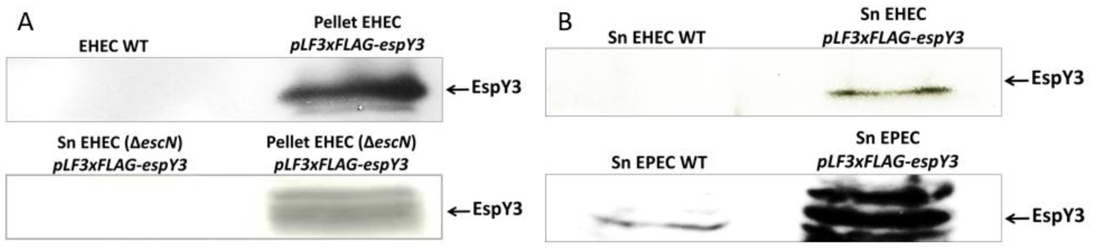 Microorganisms 06 00112 g002 Microorganisms 06 00112 g002